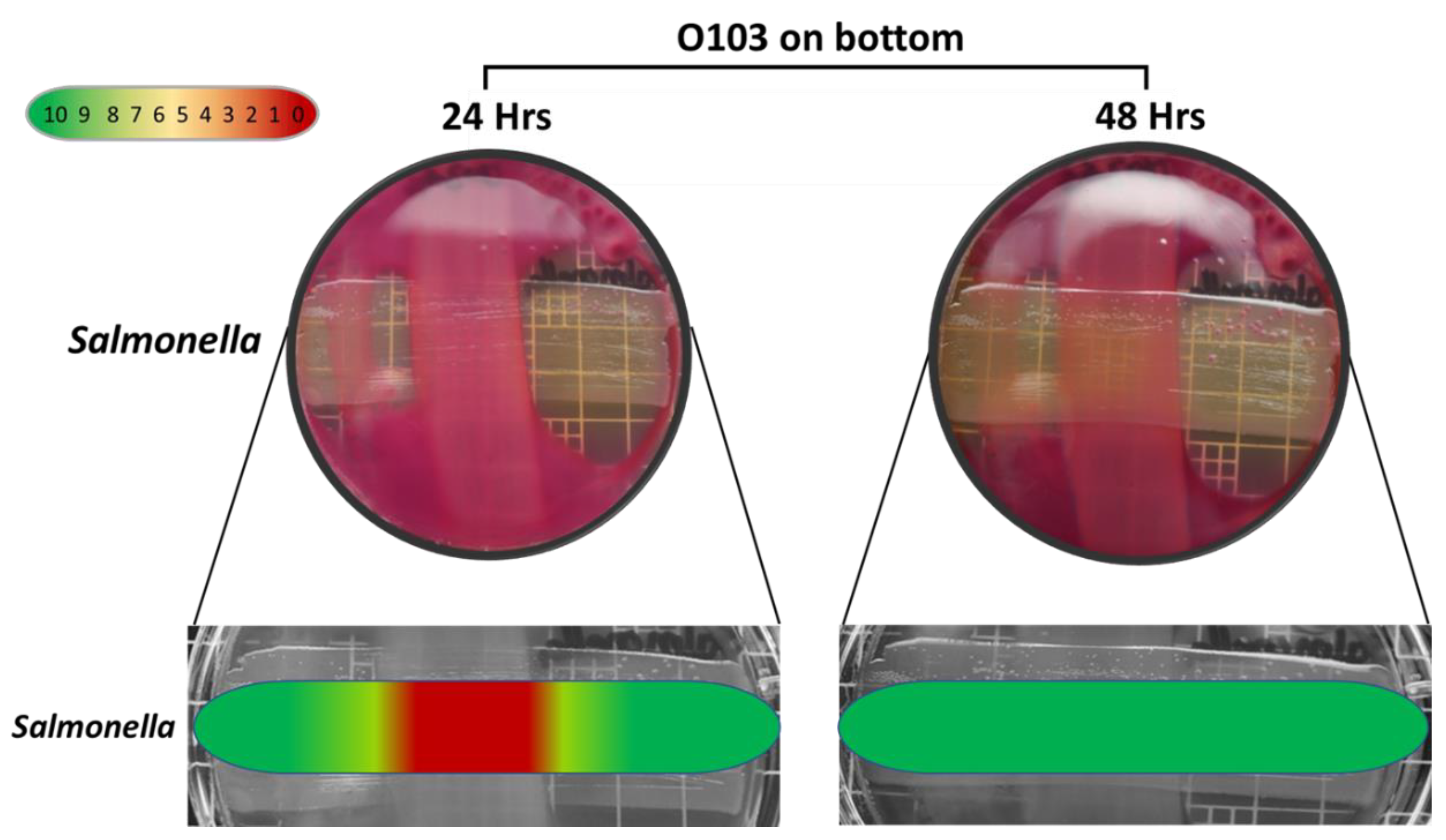 Vetsci 07 00184 g005