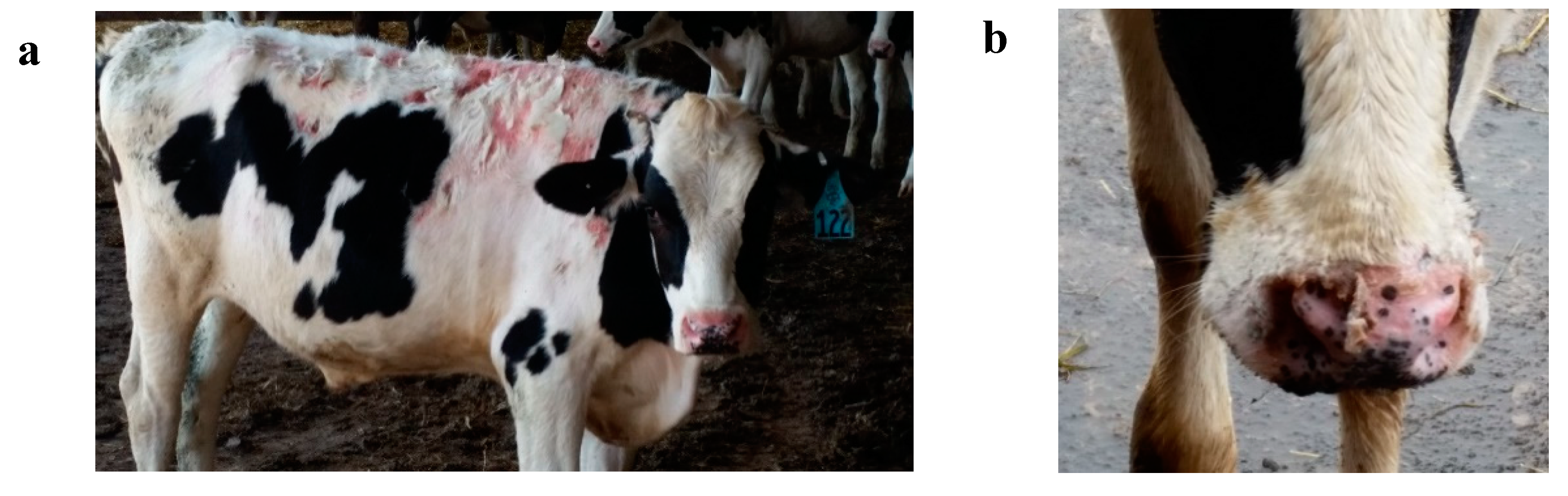 Vetsci 07 00186 g003