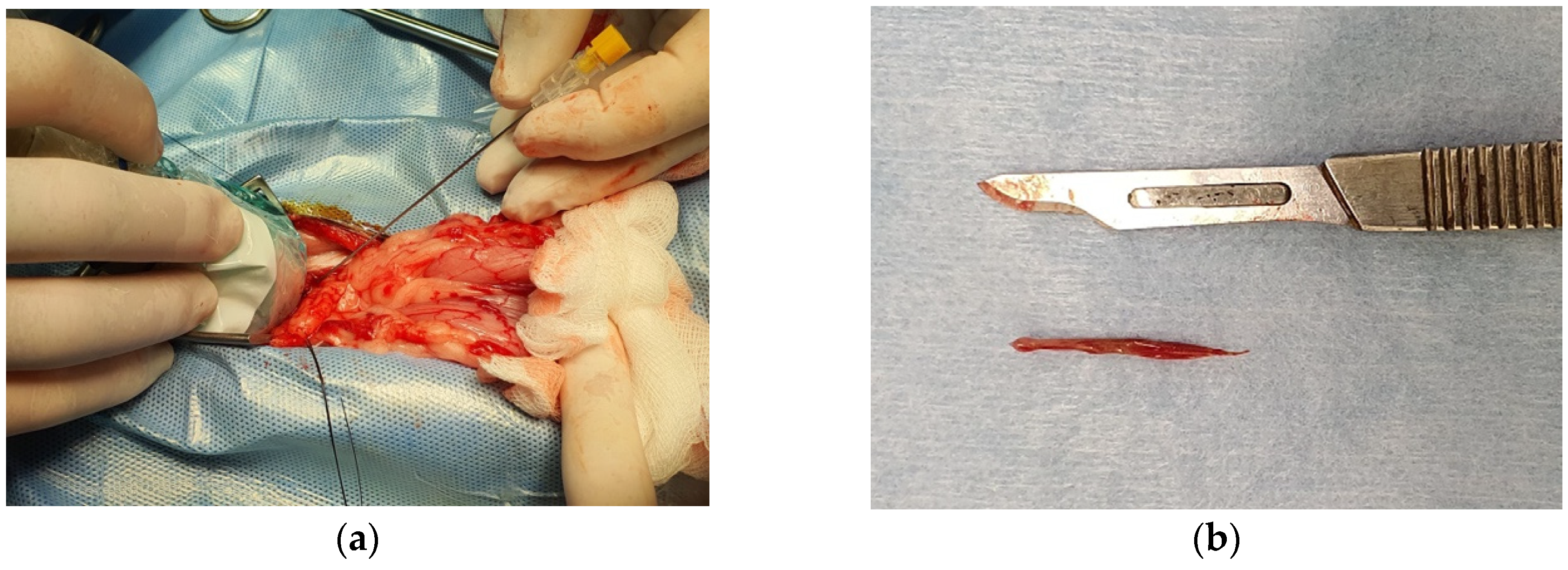 Vetsci 07 00192 g002