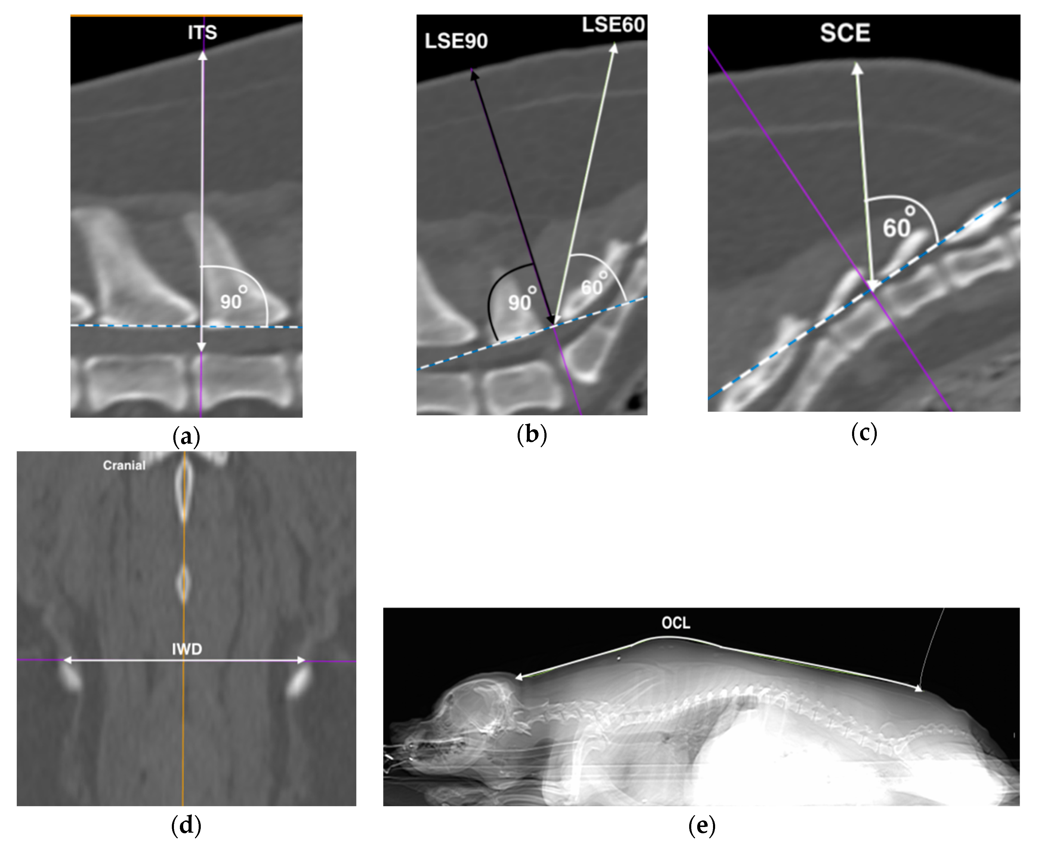 Vetsci 07 00196 g001