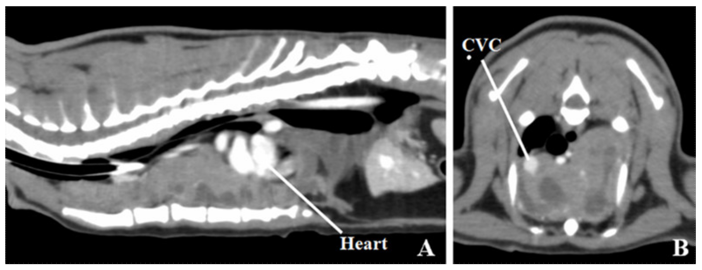 Vetsci 07 00203 g001