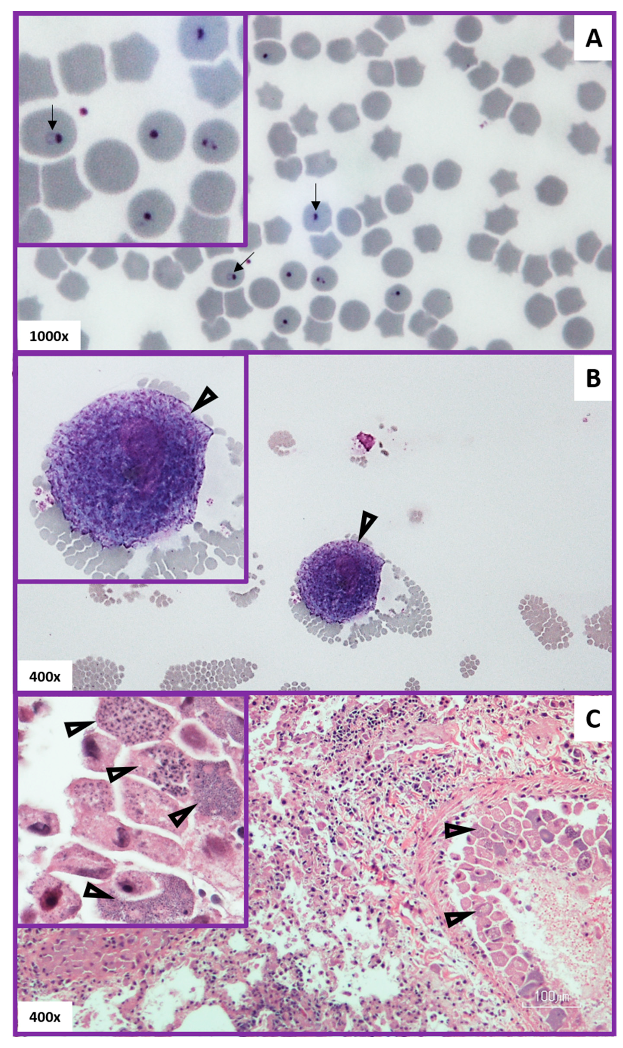 Vetsci 07 00205 g006
