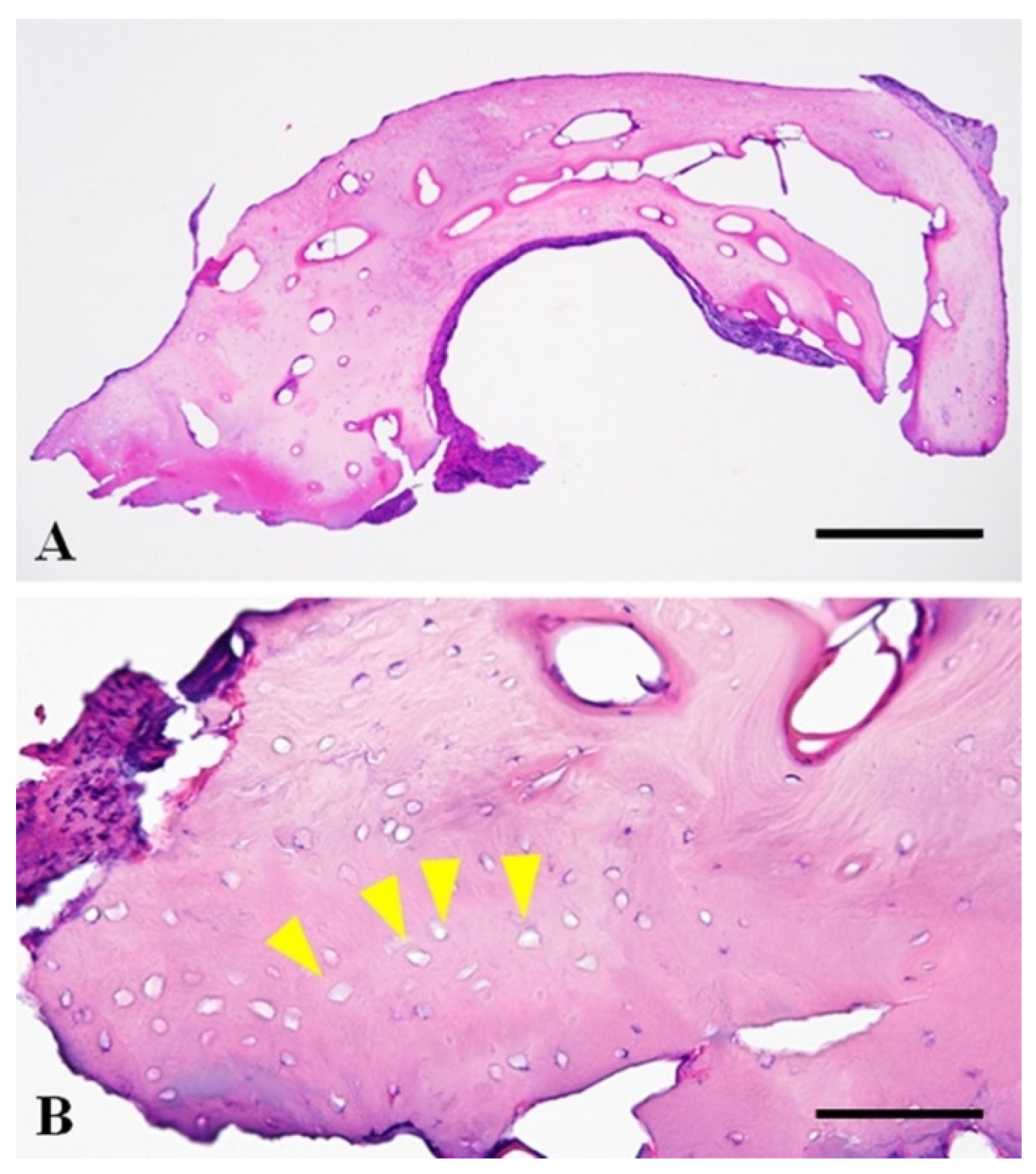 Vetsci 08 00006 g004 550