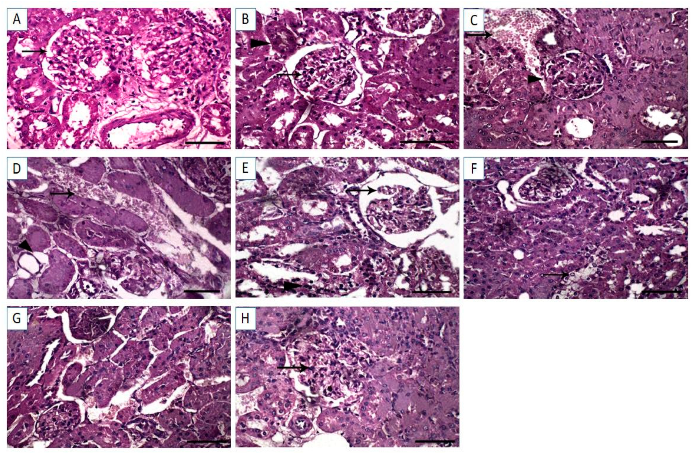 Vetsci 08 00009 g005 Vetsci 08 00009 g005