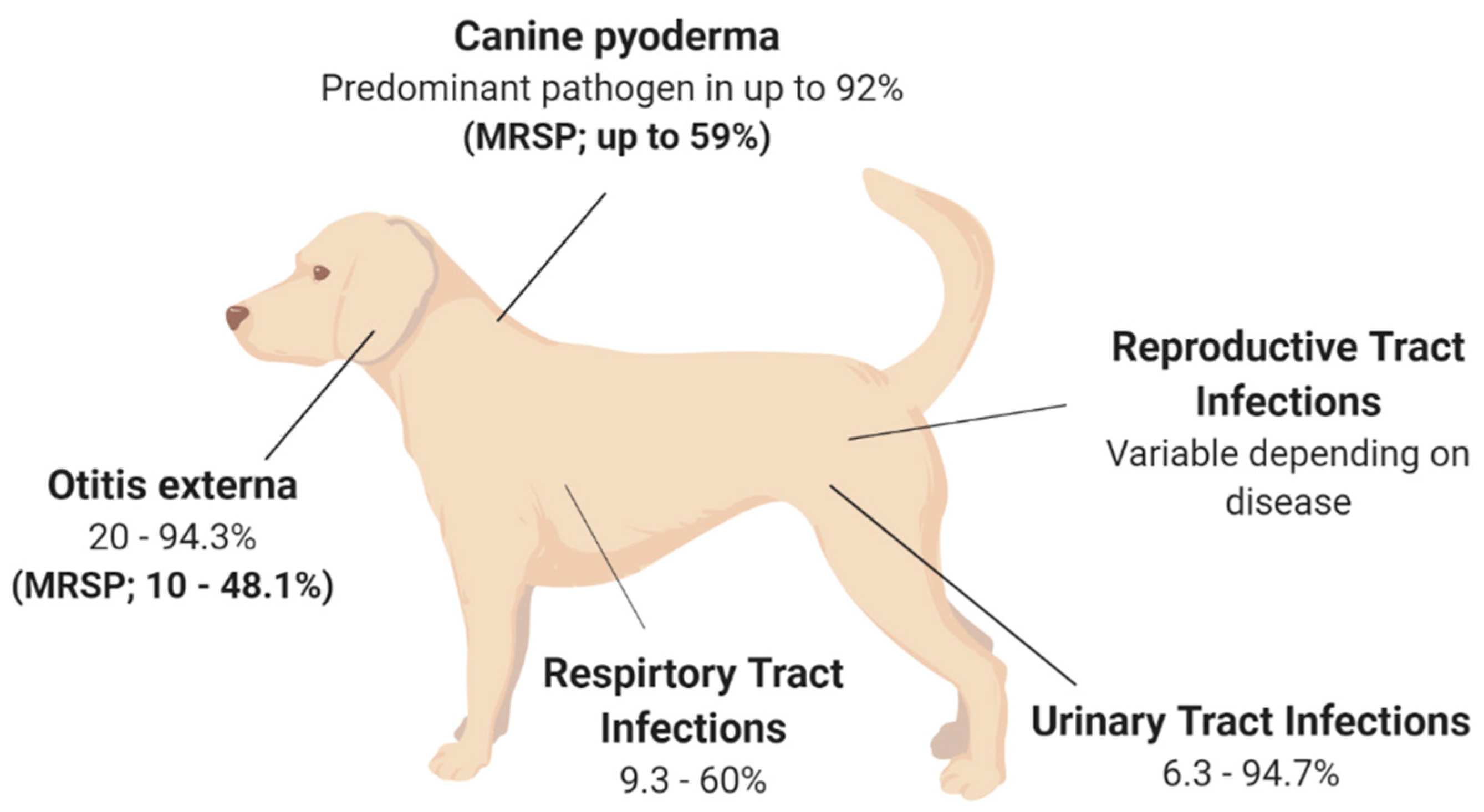 what does mrsa look like in dogs