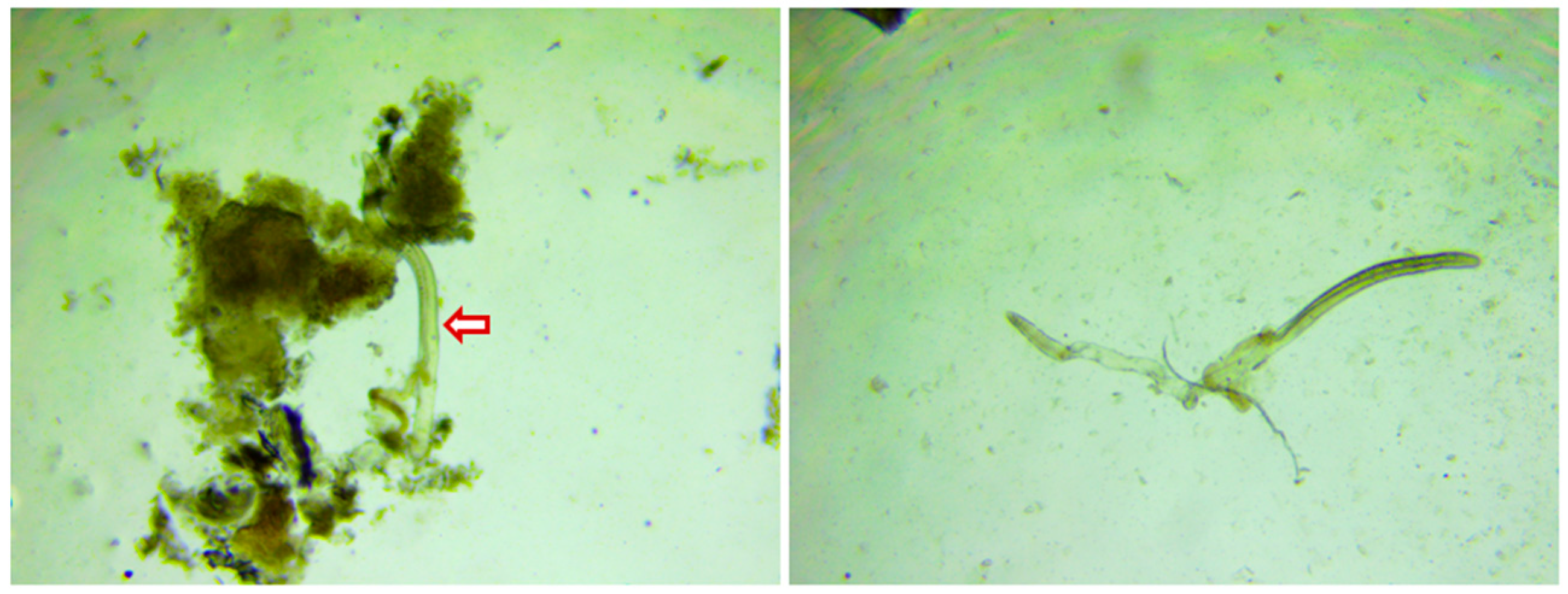 Vetsci 08 00027 g001