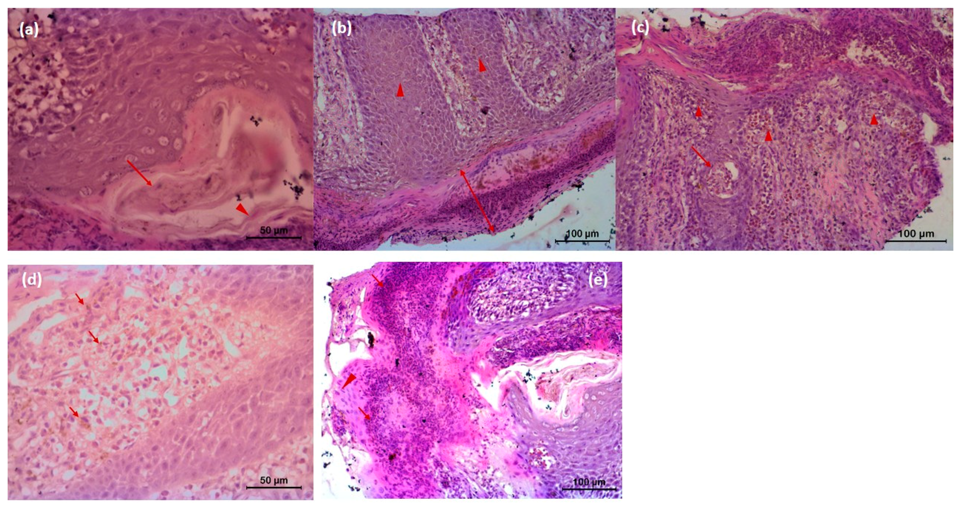 Vetsci 08 00027 g006