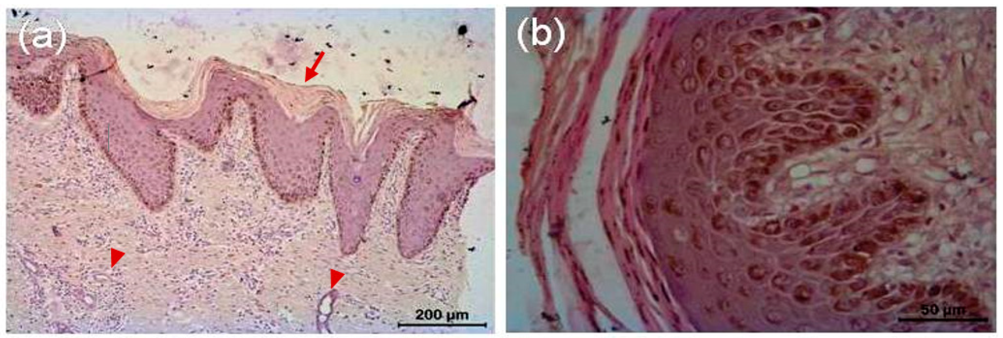 Vetsci 08 00027 g007