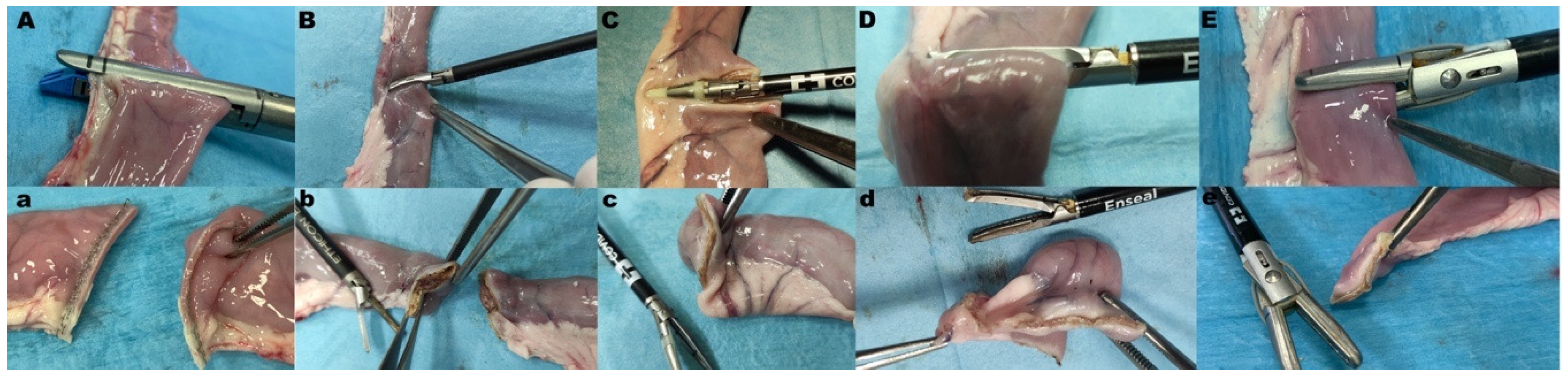 Vetsci 08 00034 g002 Vetsci 08 00034 g002