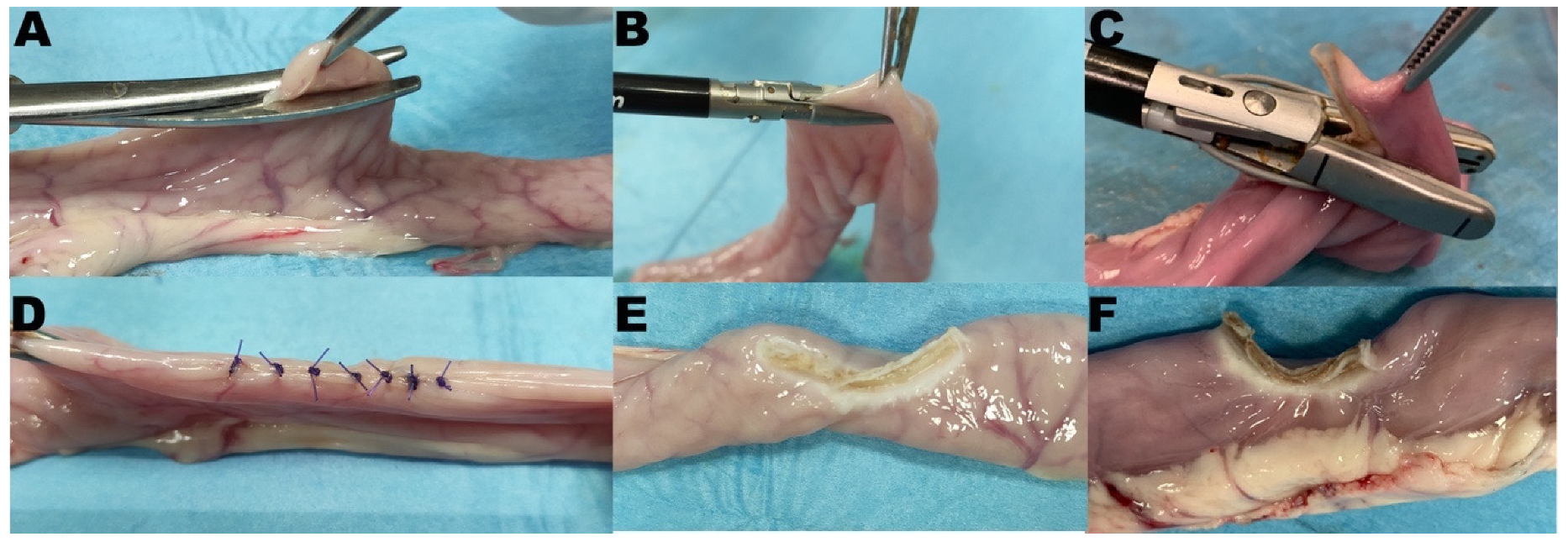 Vetsci 08 00034 g004