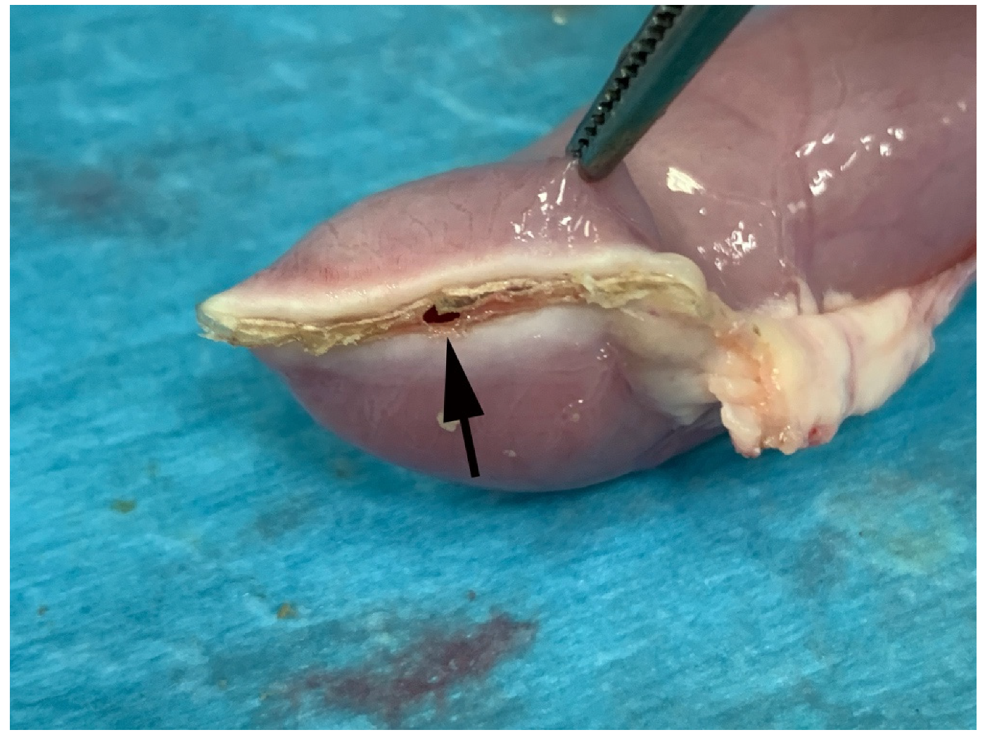 Vetsci 08 00034 g006