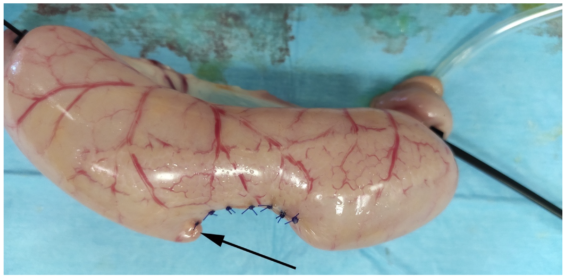 Vetsci 08 00034 g008