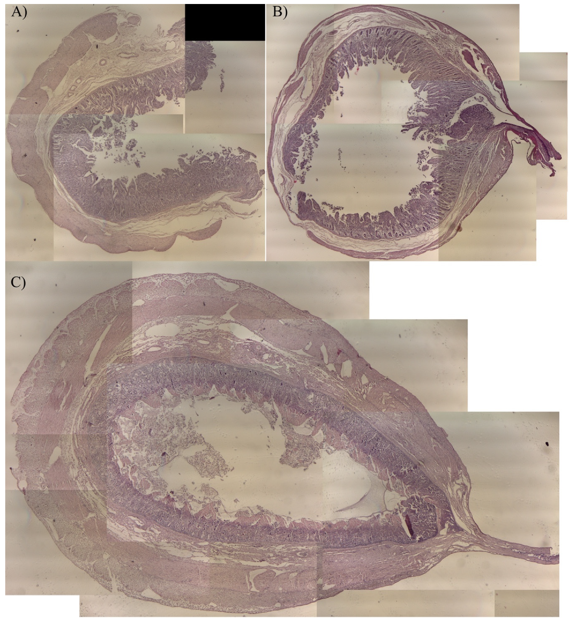 Vetsci 08 00034 g012 Vetsci 08 00034 g012