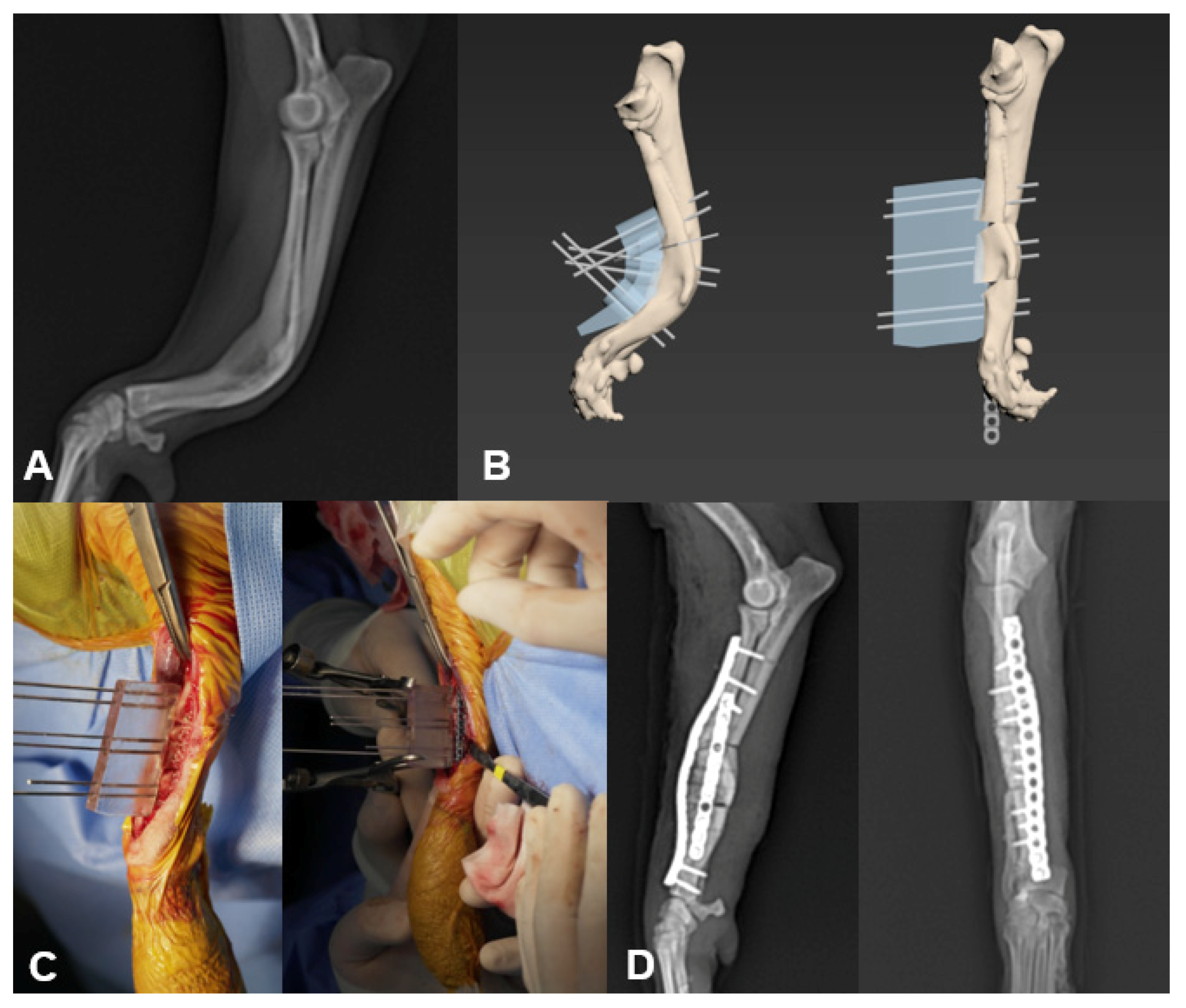 Vetsci 08 00040 g001 Vetsci 08 00040 g001