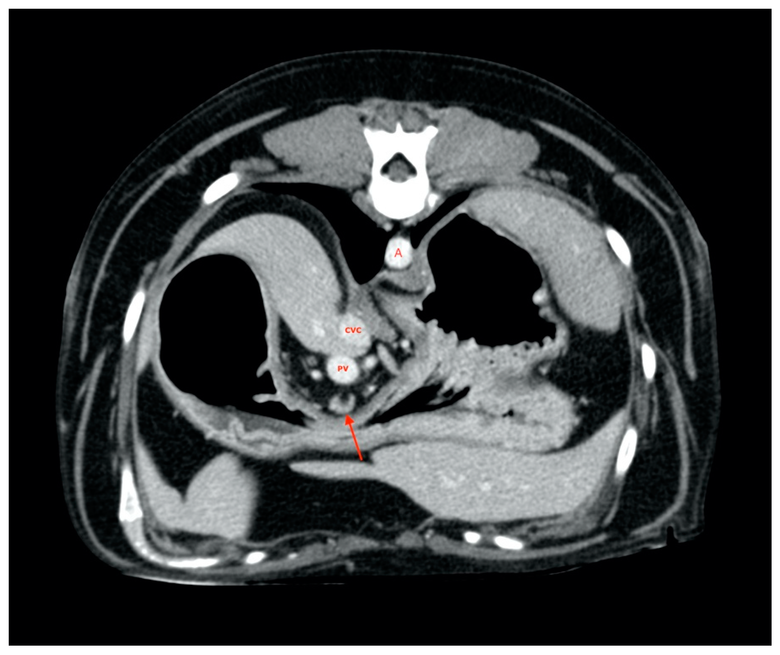 Vetsci 08 00044 g004