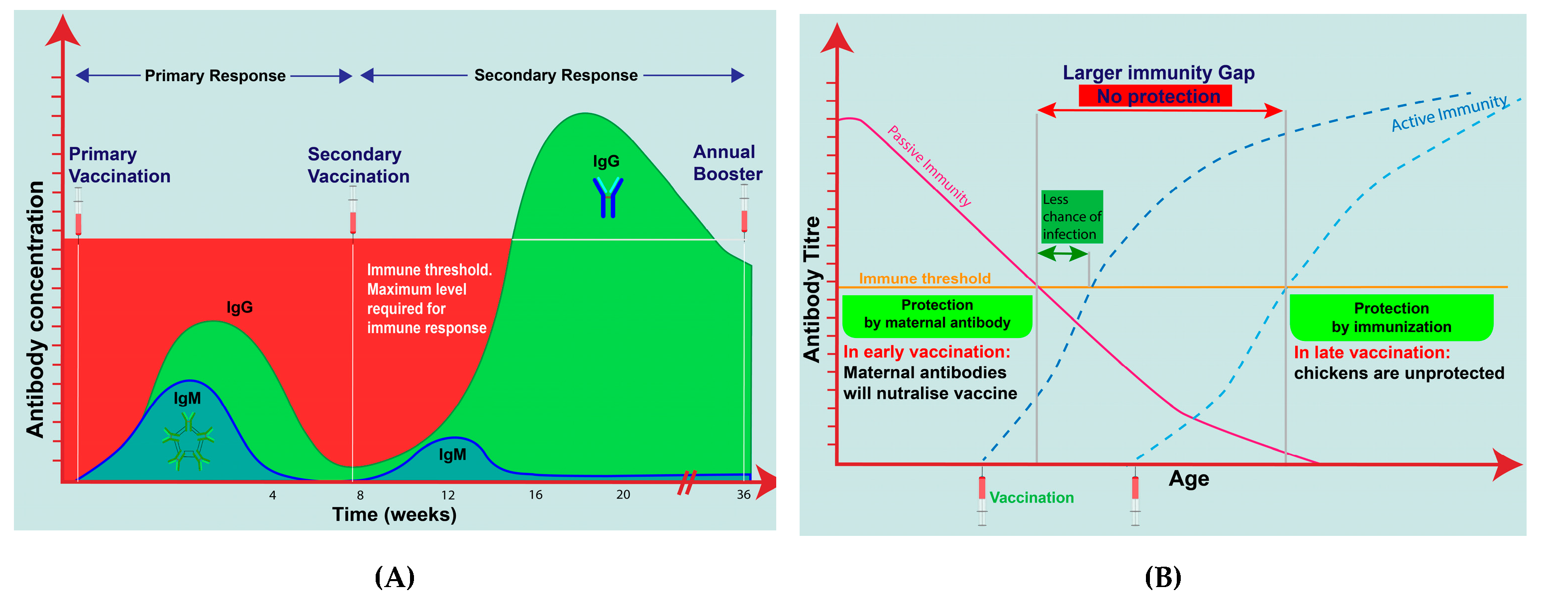 Vetsci 08 00047 g005