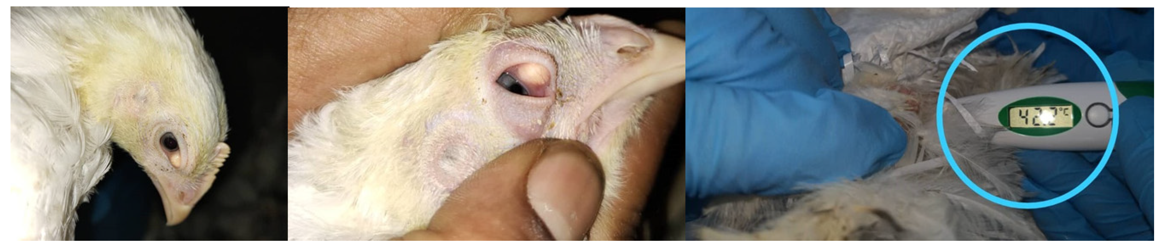 Veterinary Sciences | Free Full-Text | Factor Influences For Diagnosis And Vaccination Of Avian Infectious Bronchitis Virus (Gammacoronavirus) In Chickens | Html