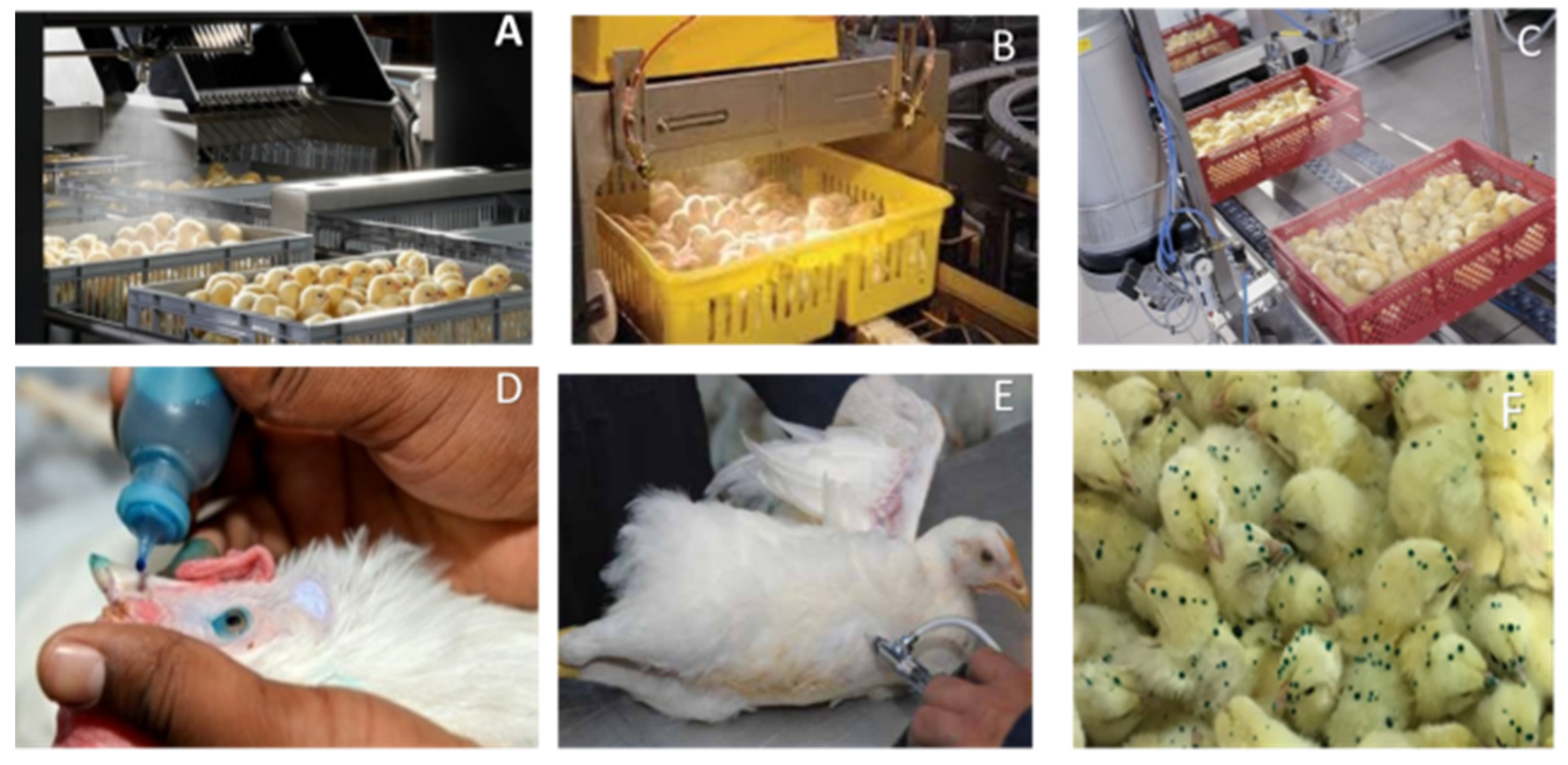 Vetsci 08 00047 g008