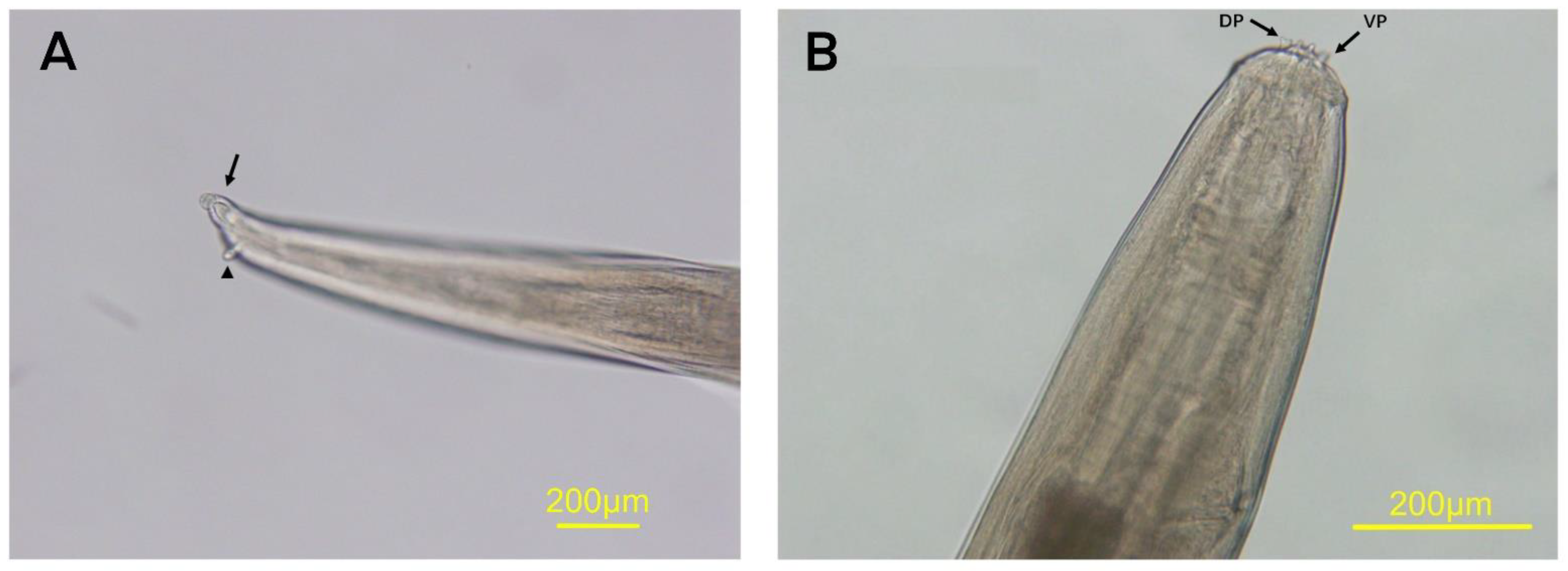 Vetsci 08 00055 g002