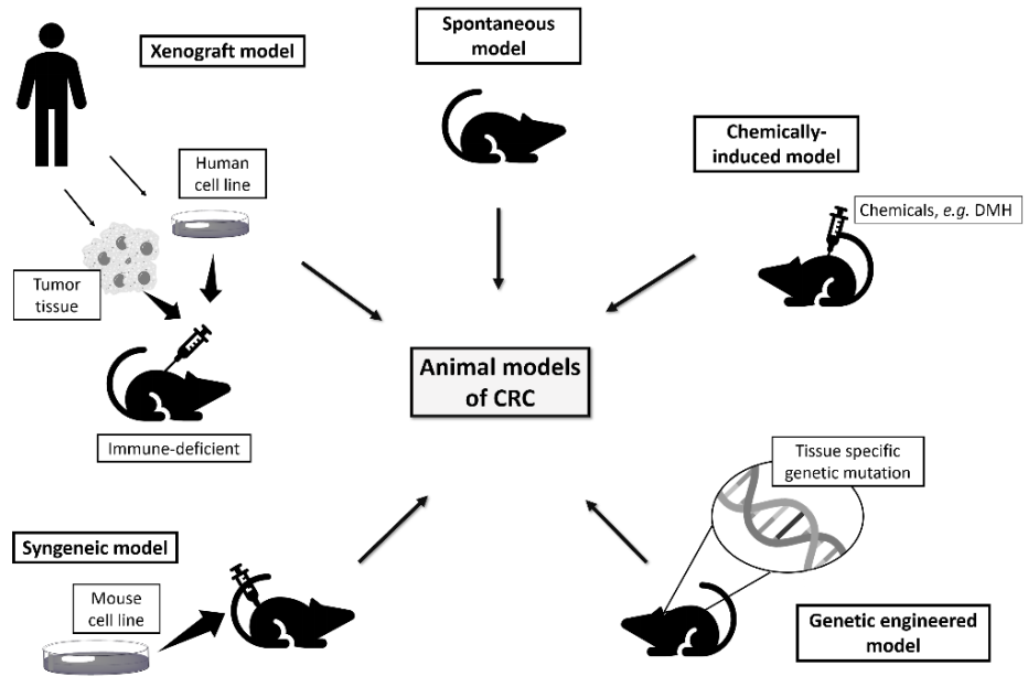Veterinary Sciences | Free Full-Text | Animal Models of Colorectal Cancer:  From Spontaneous to Genetically Engineered Models and Their Applications