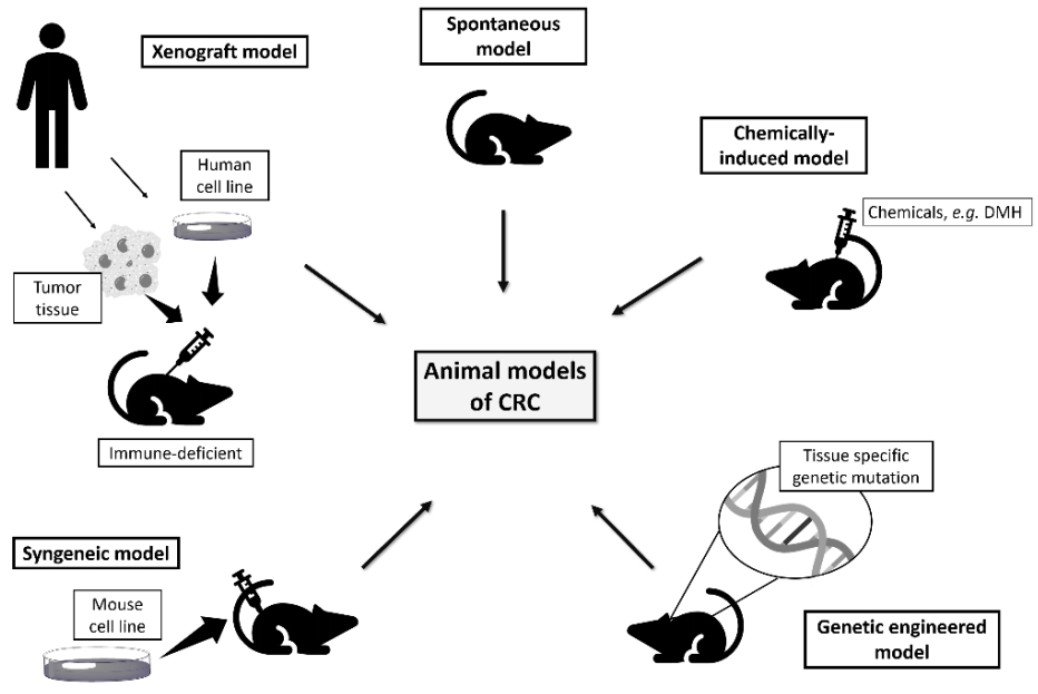 Veterinary Sciences | Free Full-Text | Animal Models of Colorectal Cancer: From Spontaneous to Genetically Engineered Models and Their Applications Veterinary Sciences | Free Full-Text | Animal Models of Colorectal Cancer: From Spontaneous to Genetically Engineered Models and Their Applications