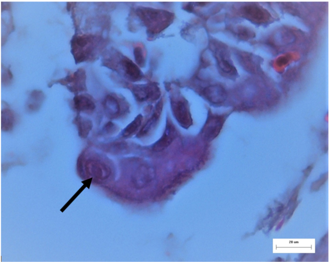 Vetsci 08 00064 g004