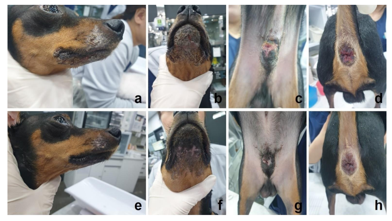 Tacrolimus drops for discount dogs side effects