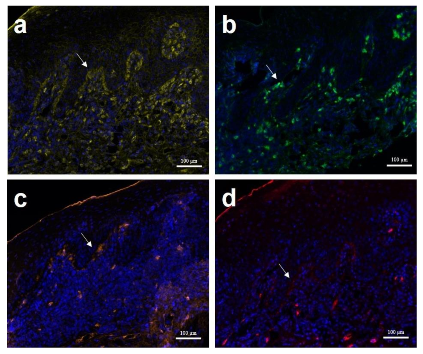 Vetsci 08 00072 g003