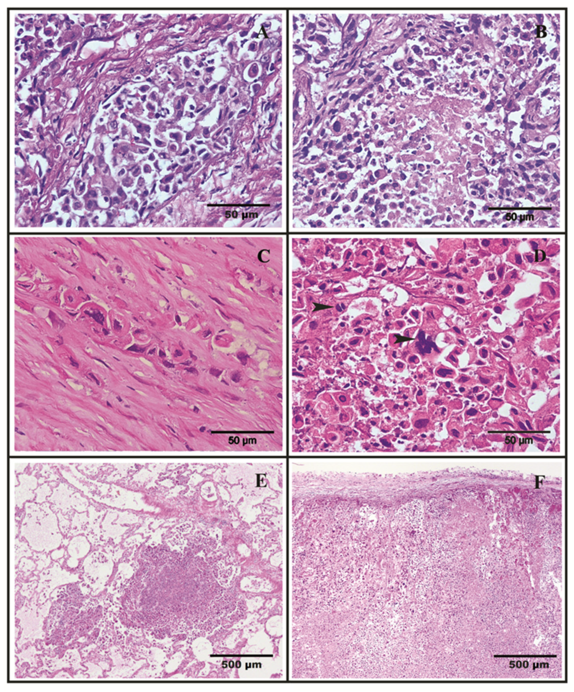 Vetsci 08 00077 g002