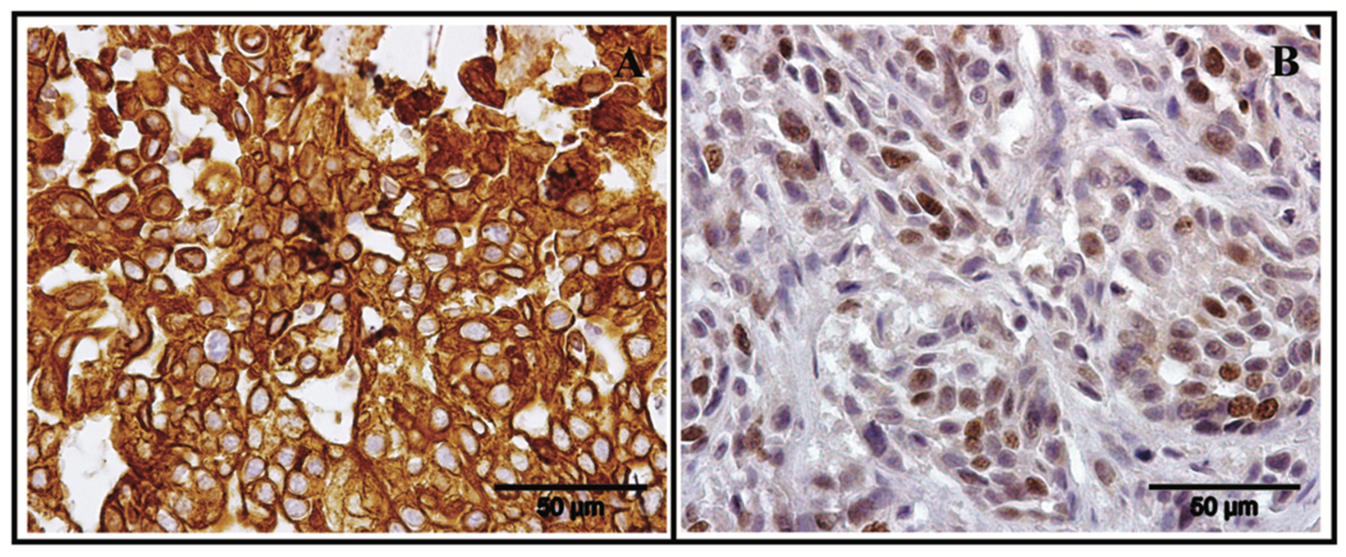 Vetsci 08 00077 g003