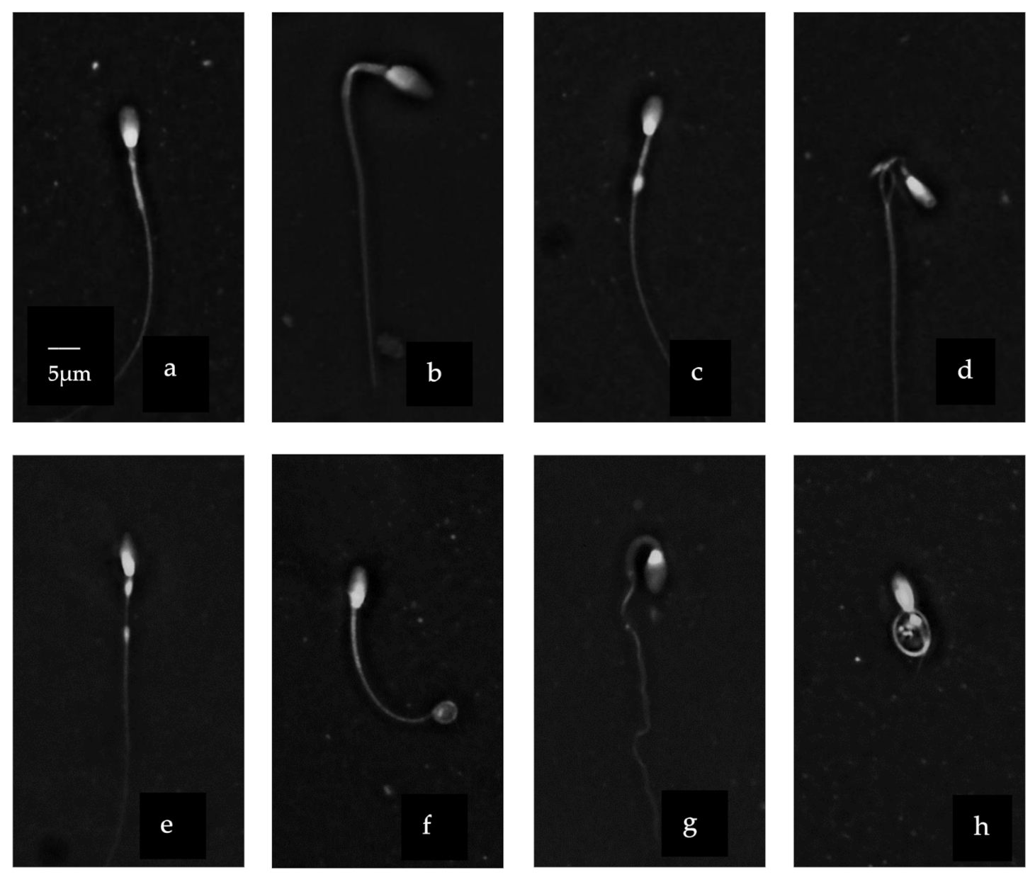 Vetsci 08 00079 g002a Vetsci 08 00079 g002a