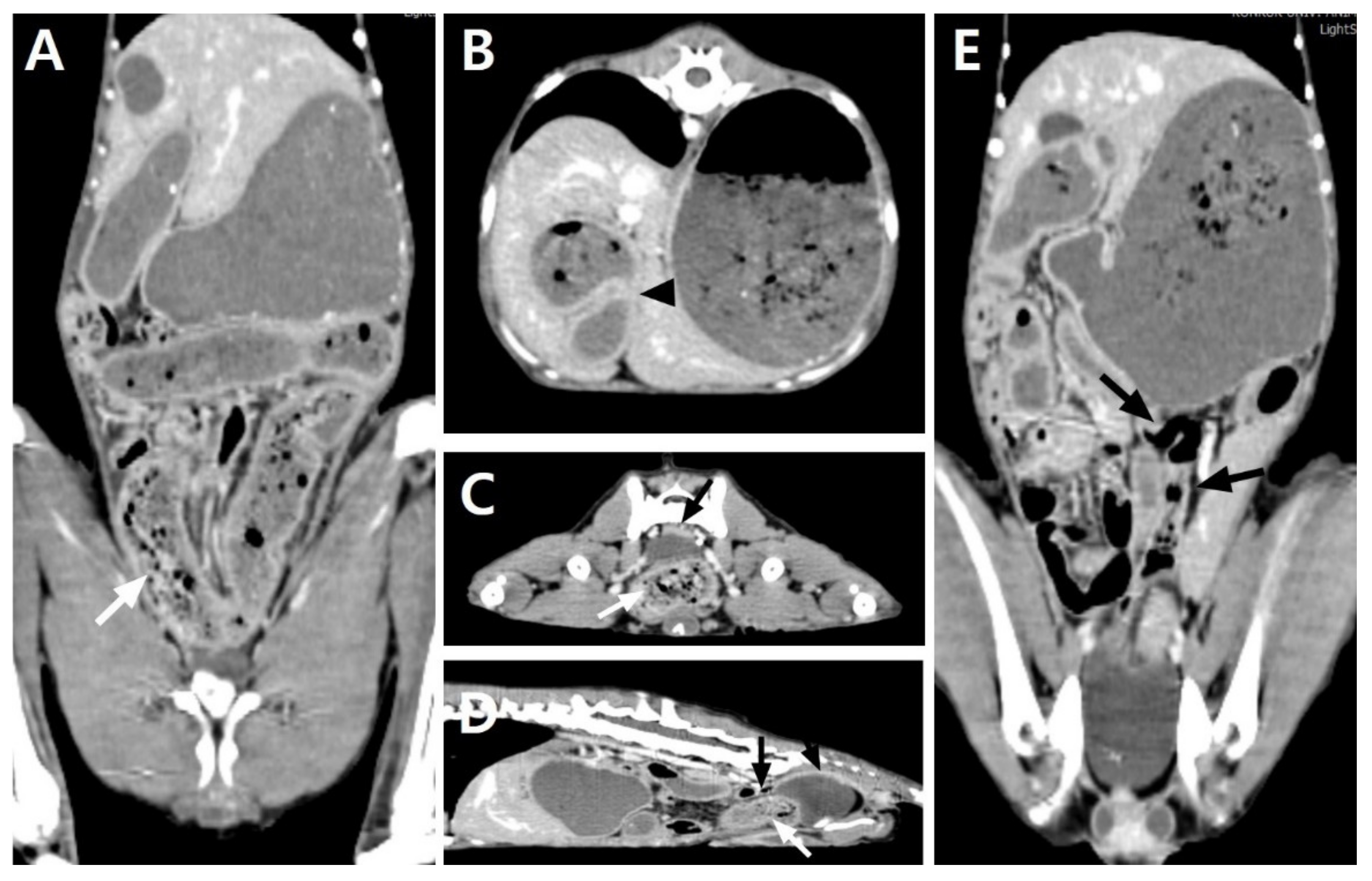 Vetsci 08 00083 g001