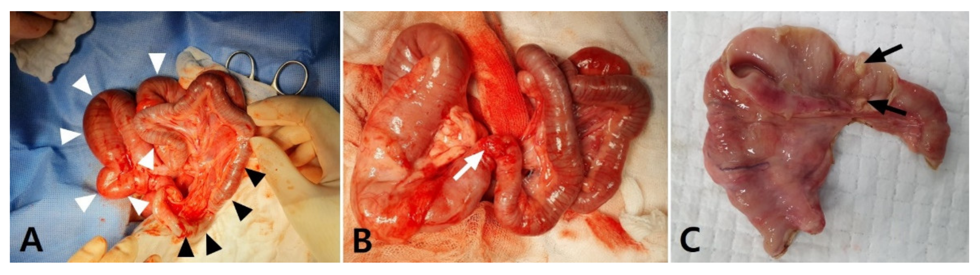 Vetsci 08 00083 g002