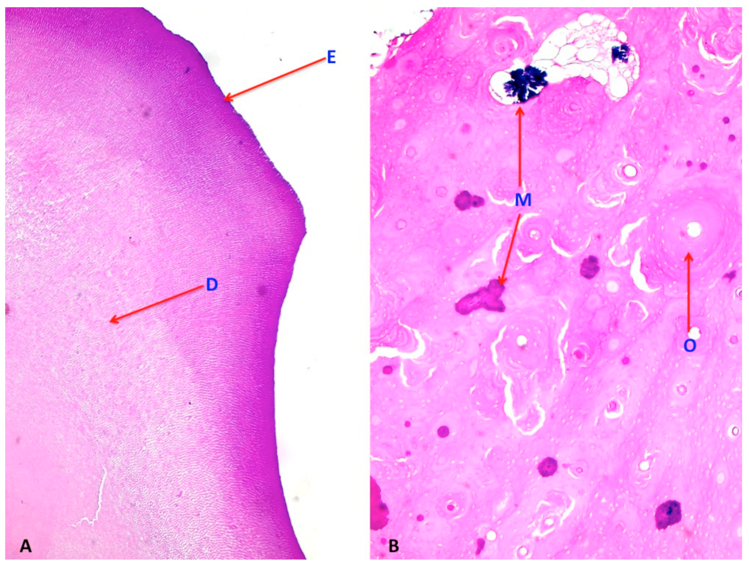Vetsci 08 00084 g003
