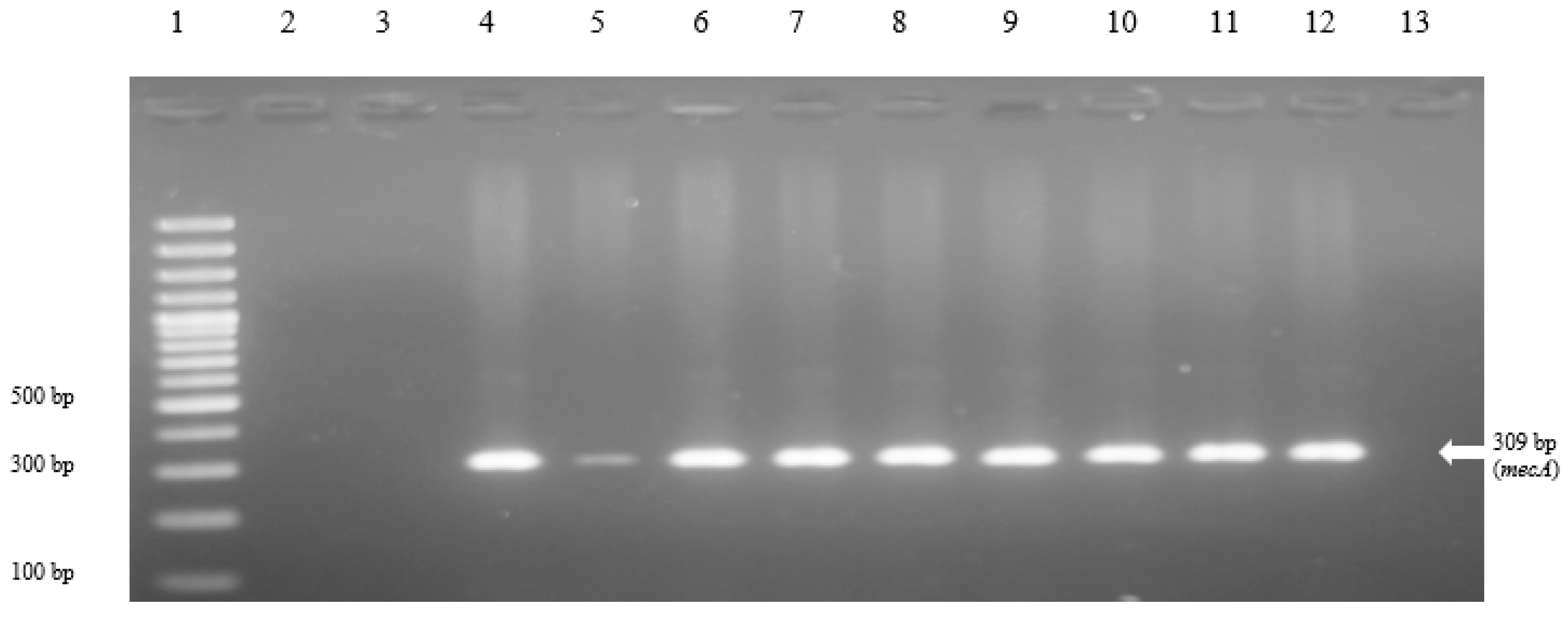 Vetsci 08 00085 g001