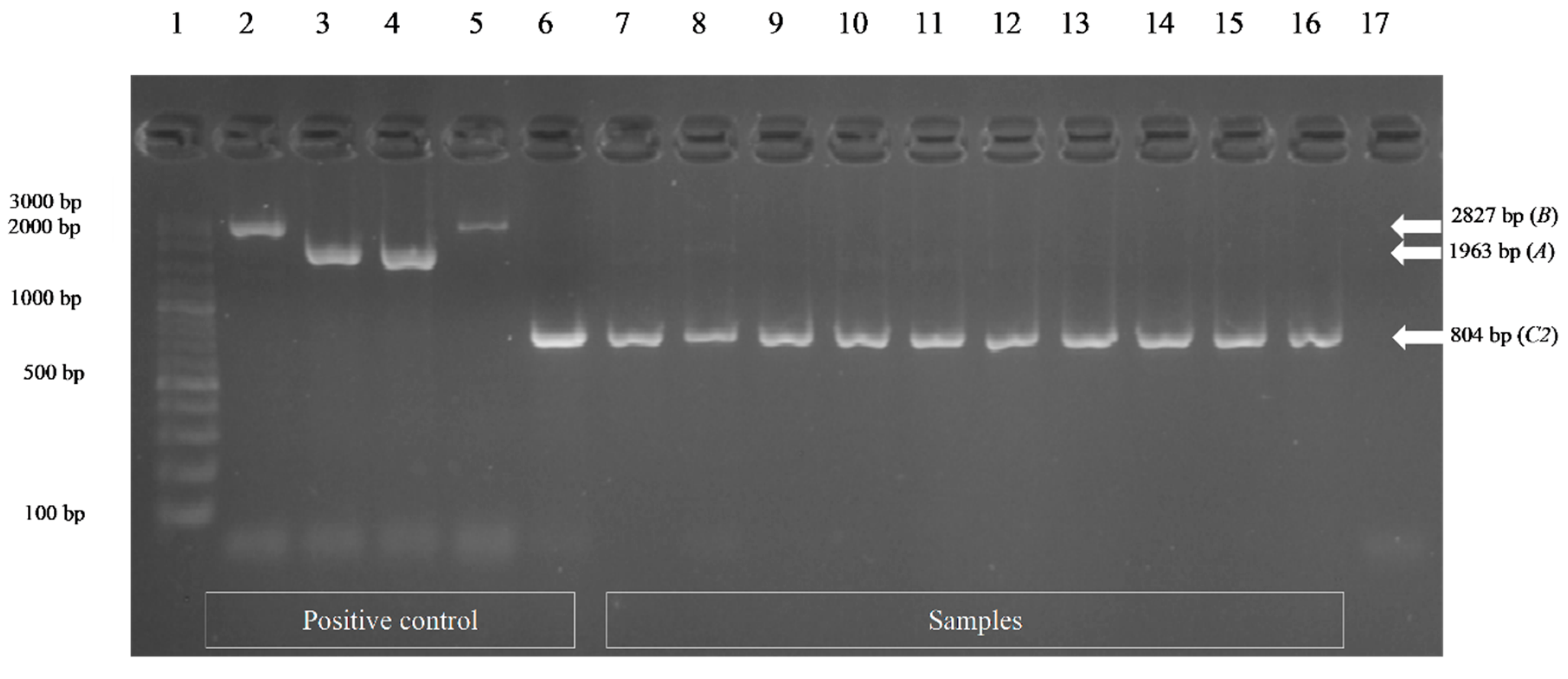Vetsci 08 00085 g003