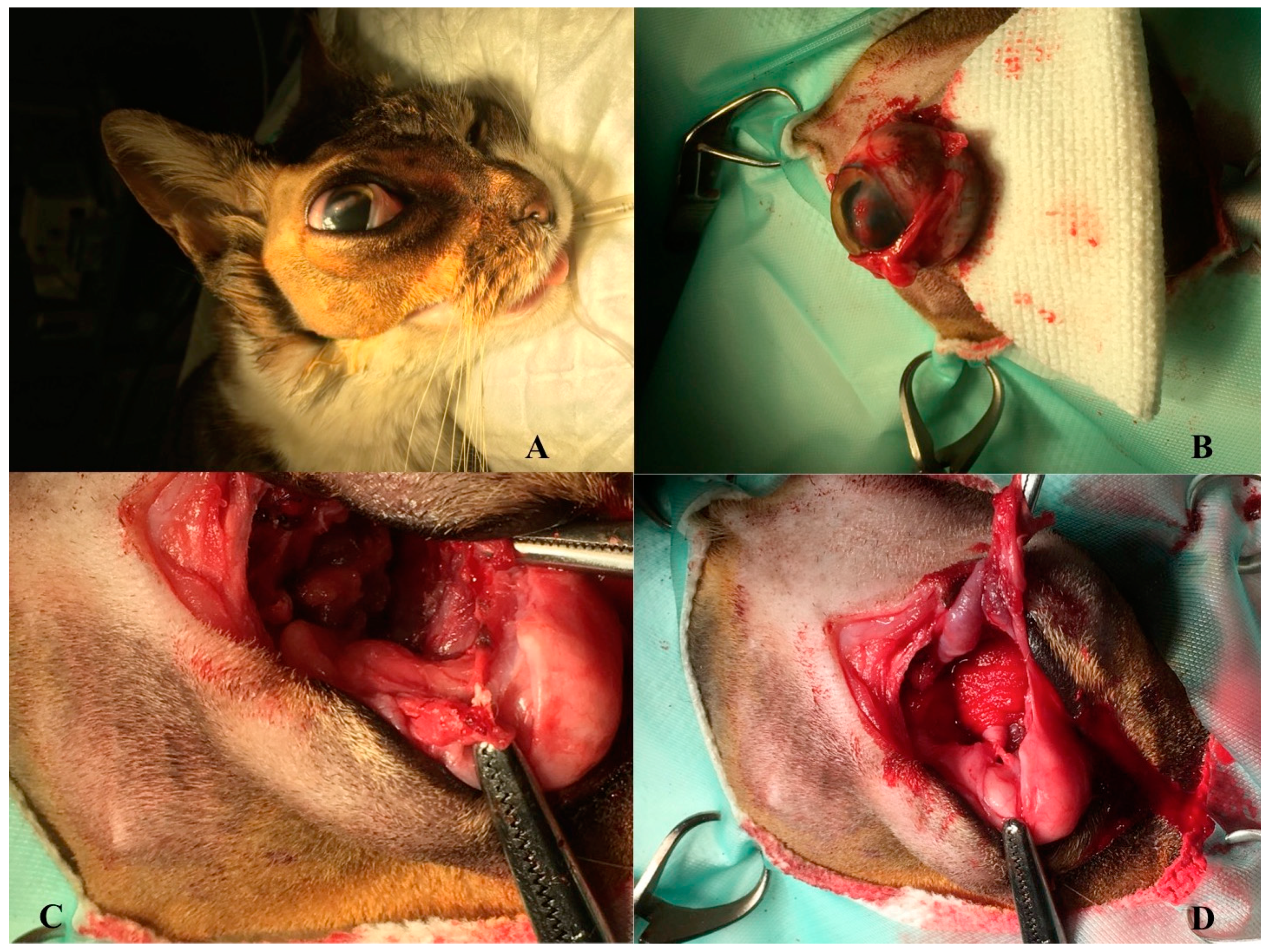 Vetsci 08 00086 g001