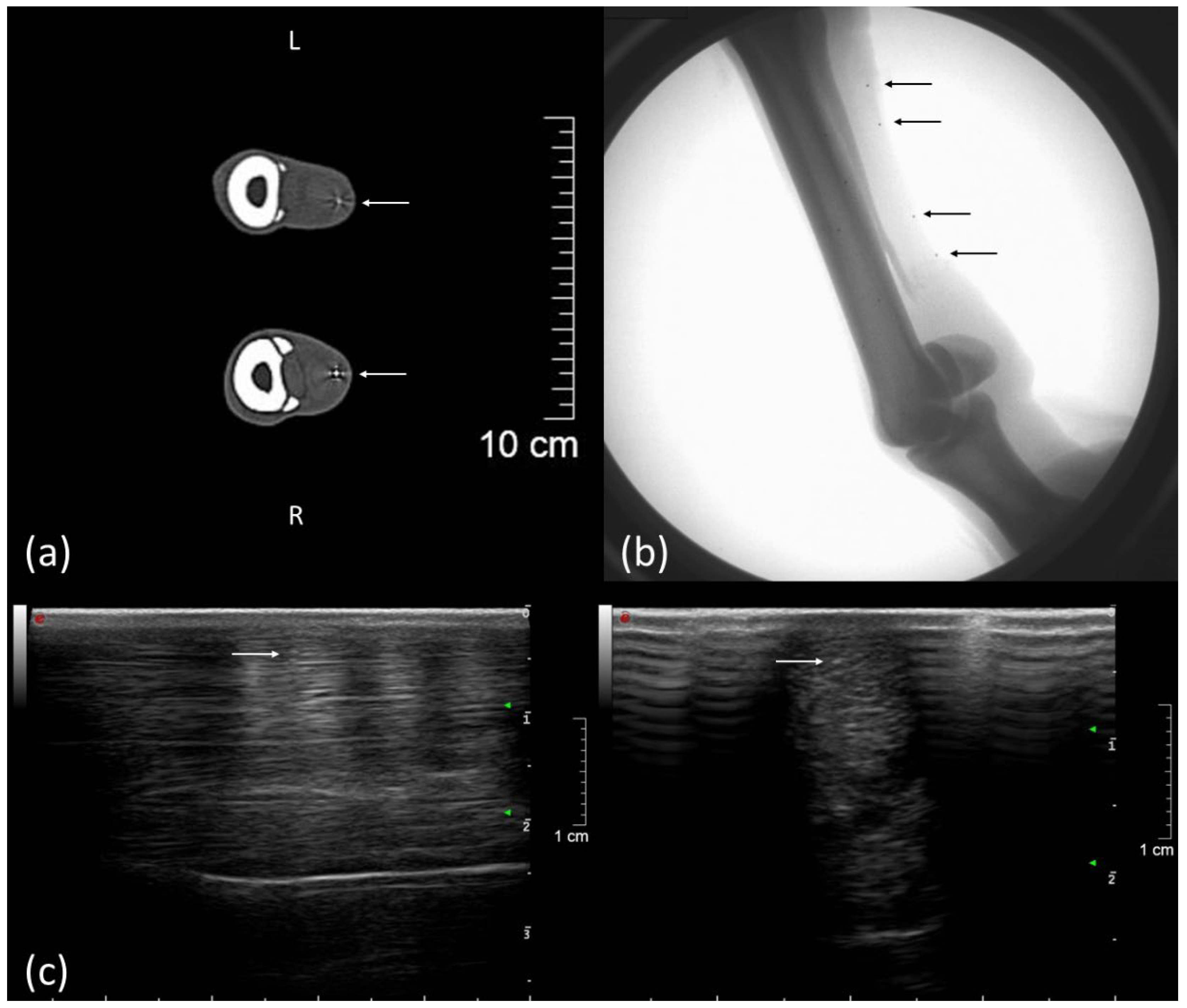 Vetsci 08 00092 g002