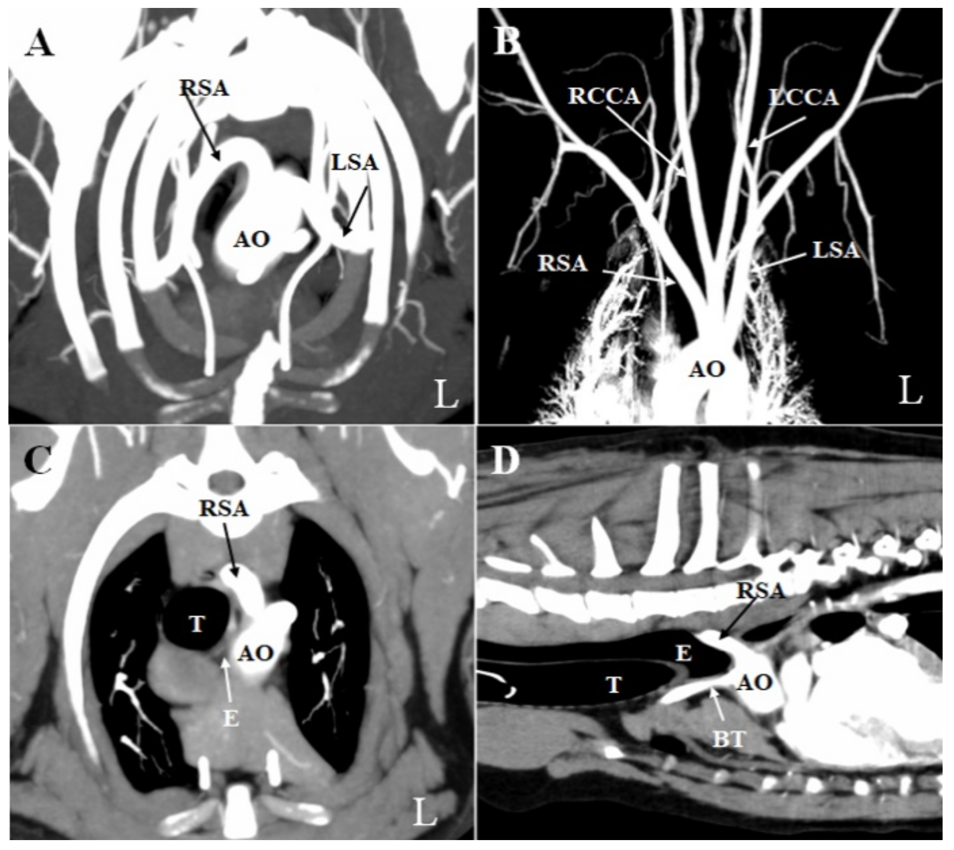 Vetsci 08 00104 g002