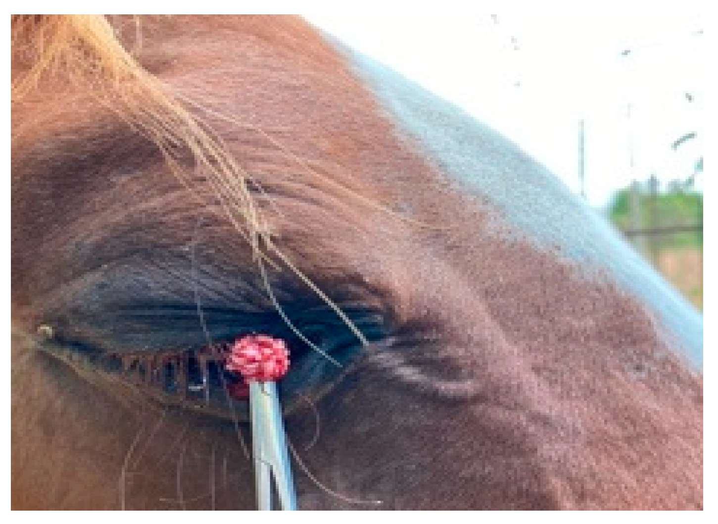 Vetsci 08 00108 g002 Vetsci 08 00108 g002