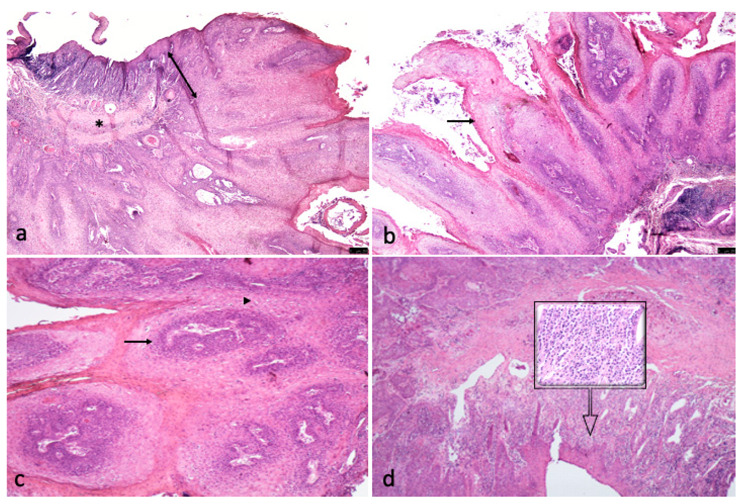 Vetsci 08 00108 g003 Vetsci 08 00108 g003