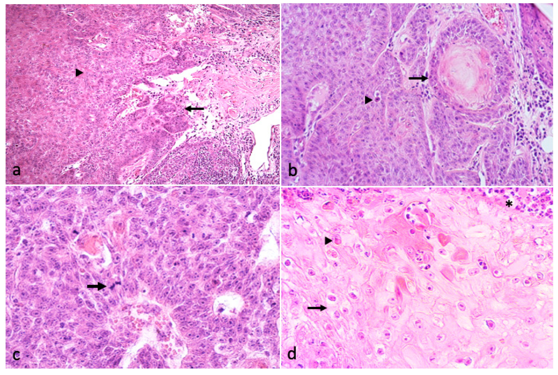 Vetsci 08 00108 g004 Vetsci 08 00108 g004