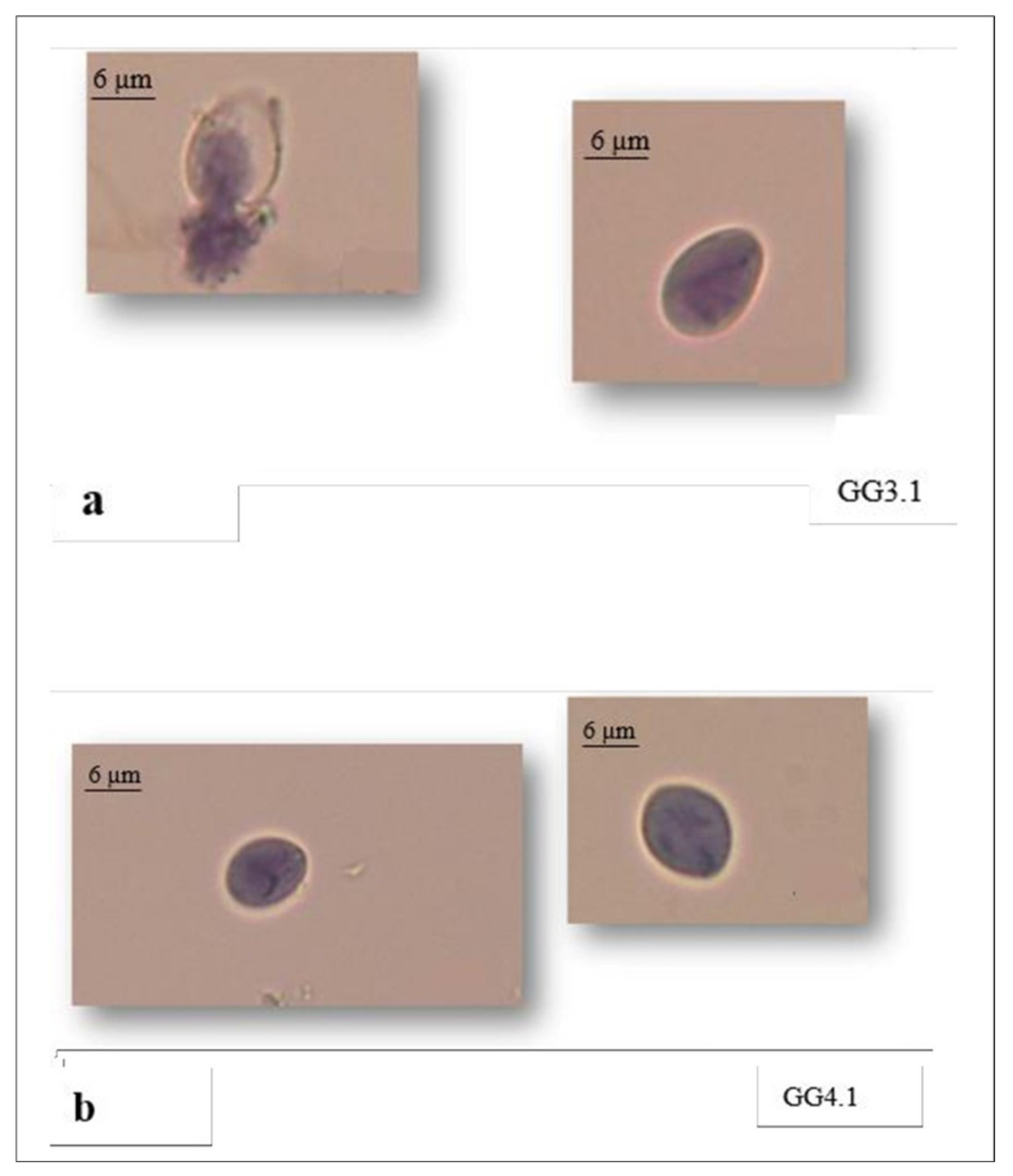 Vetsci 08 00115 g003
