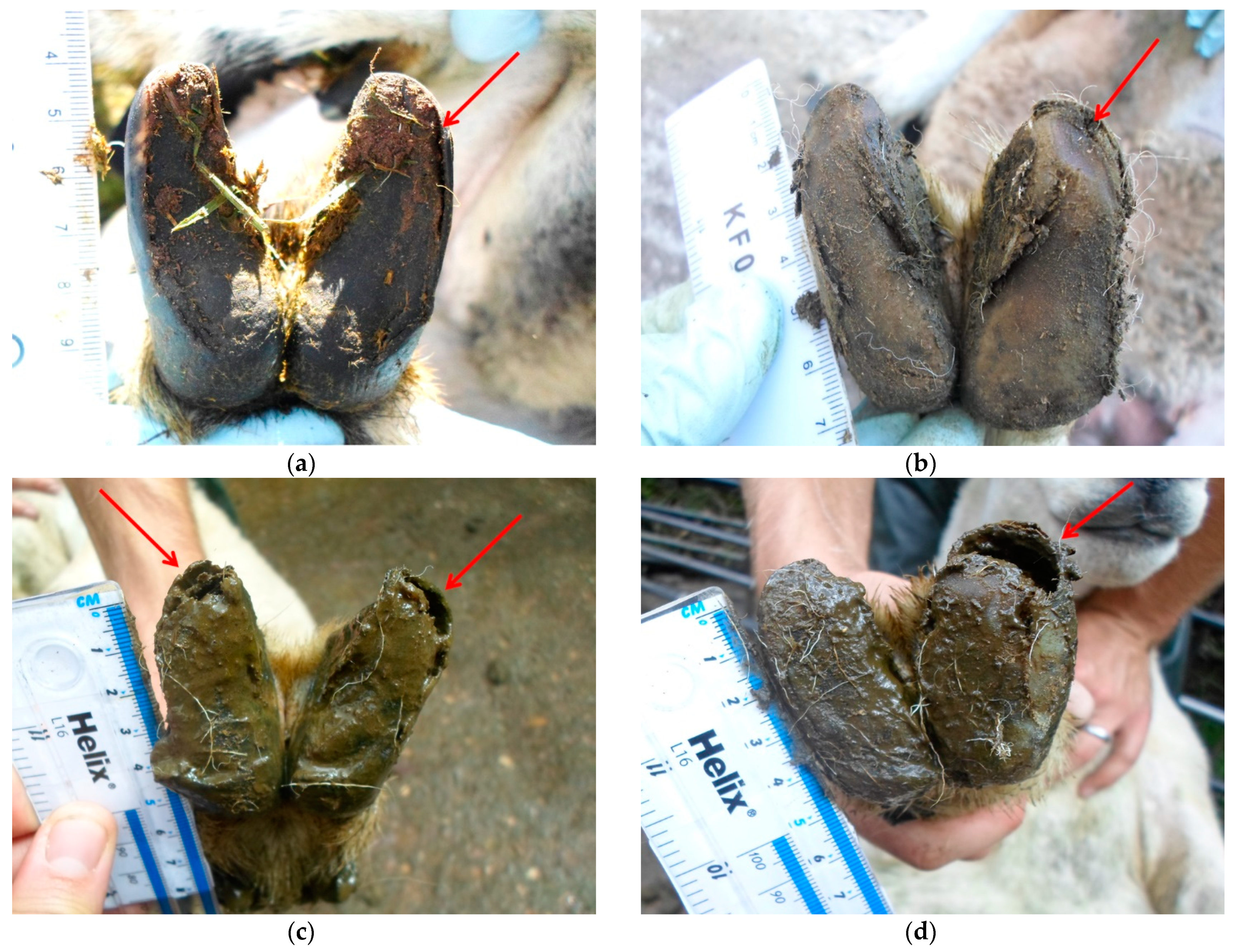 Vetsci 08 00116 g001 Vetsci 08 00116 g001