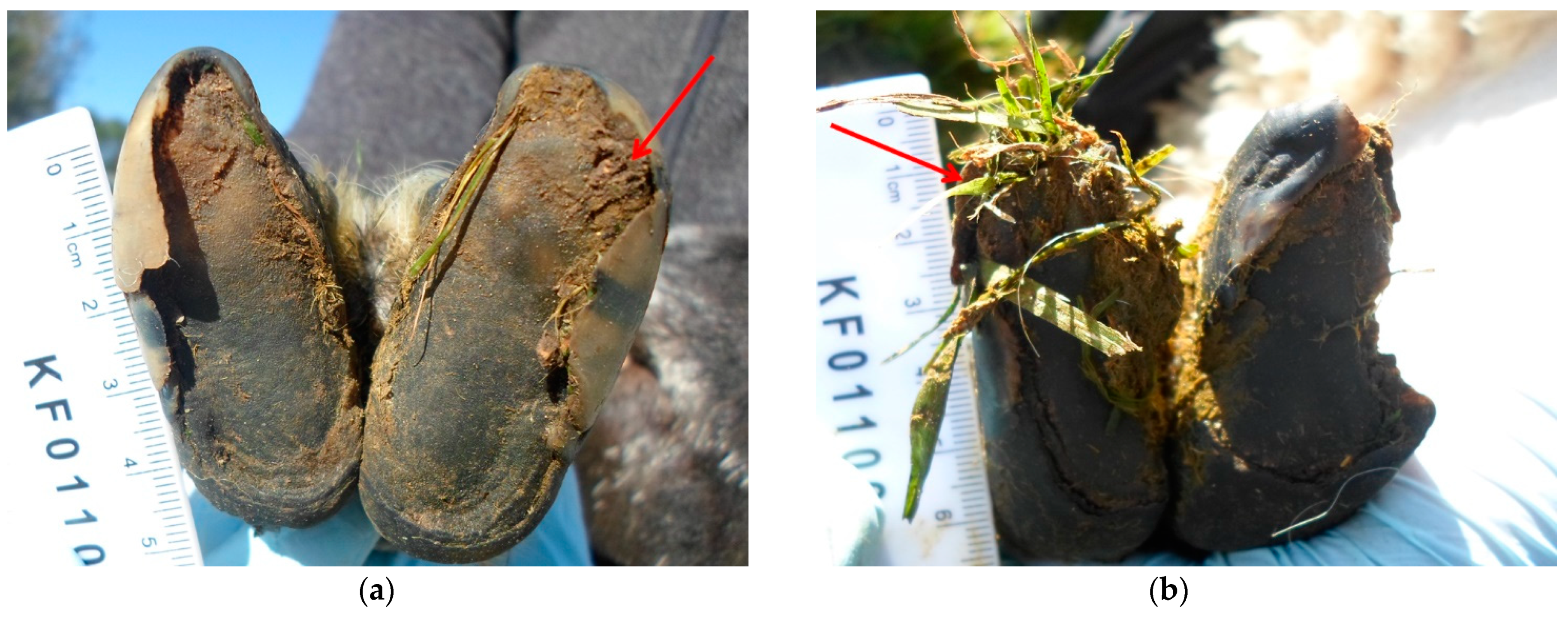 Vetsci 08 00116 g002 Vetsci 08 00116 g002