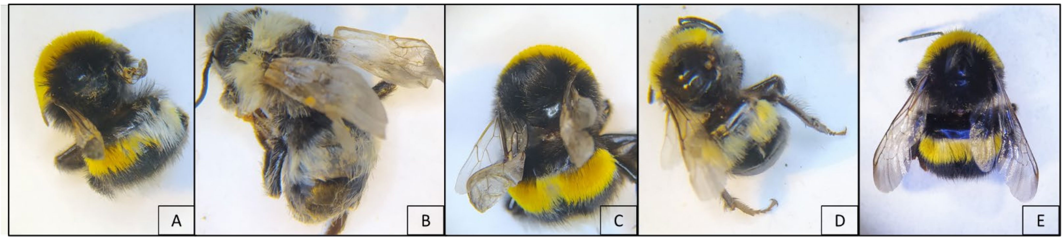 Vetsci 08 00117 g002 Vetsci 08 00117 g002