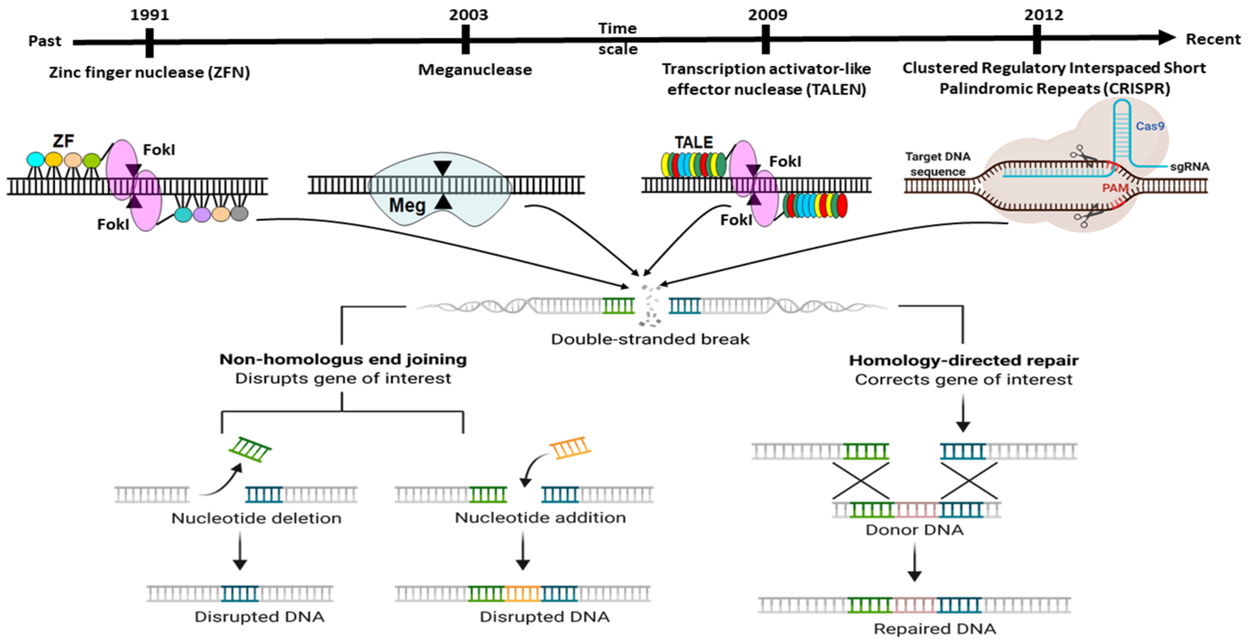 Vetsci 08 00122 g001 Vetsci 08 00122 g001