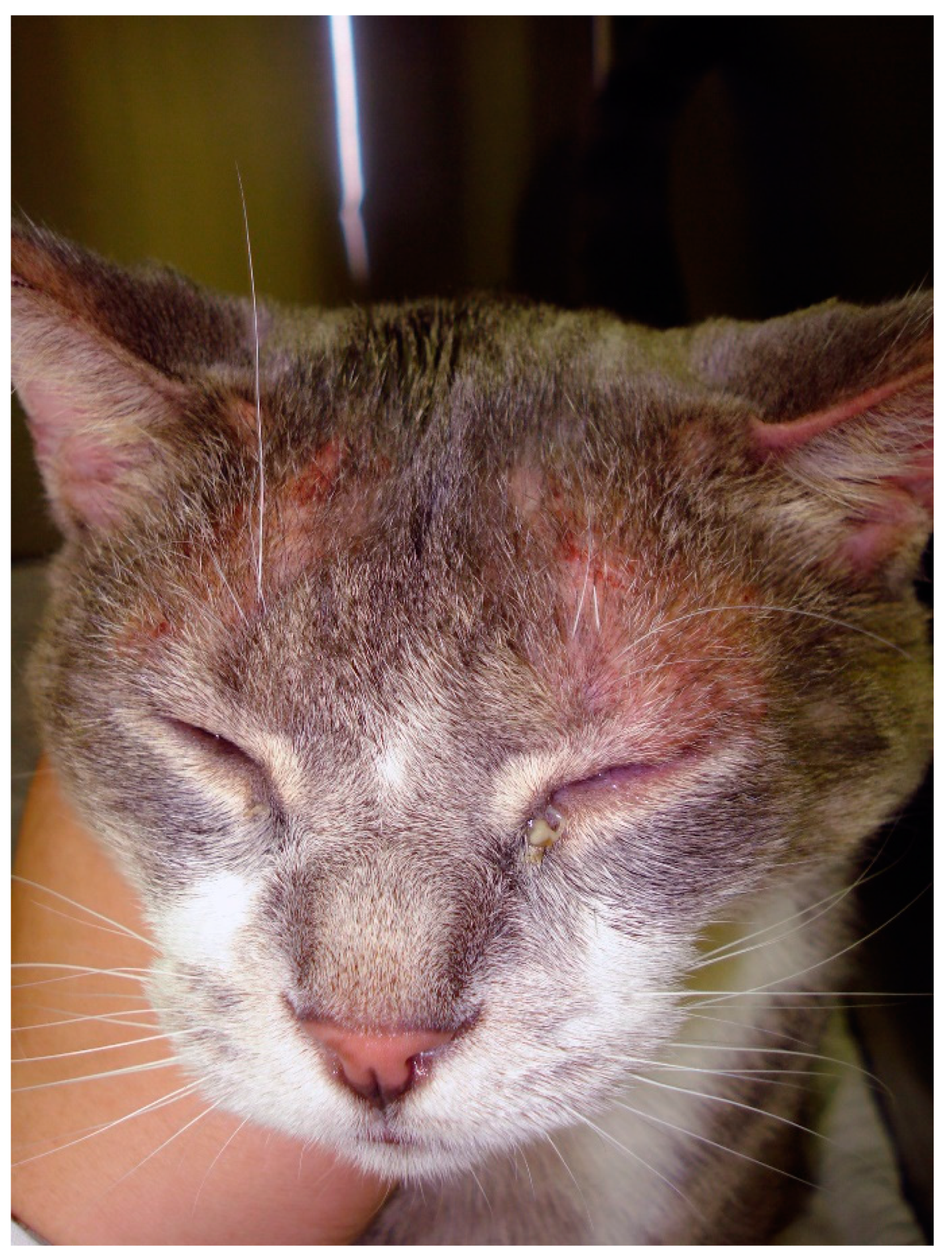 Dermatitis in cats best sale treatment