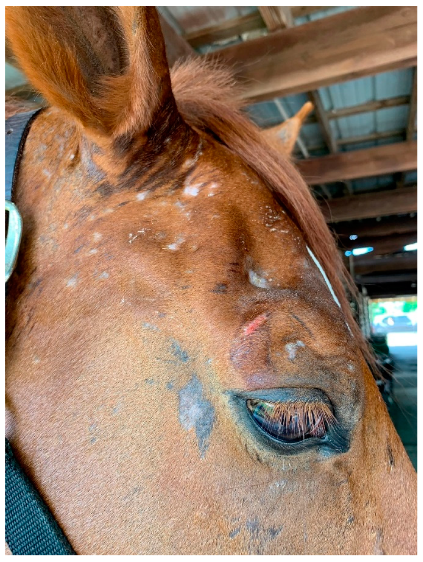 Vetsci 08 00124 g004