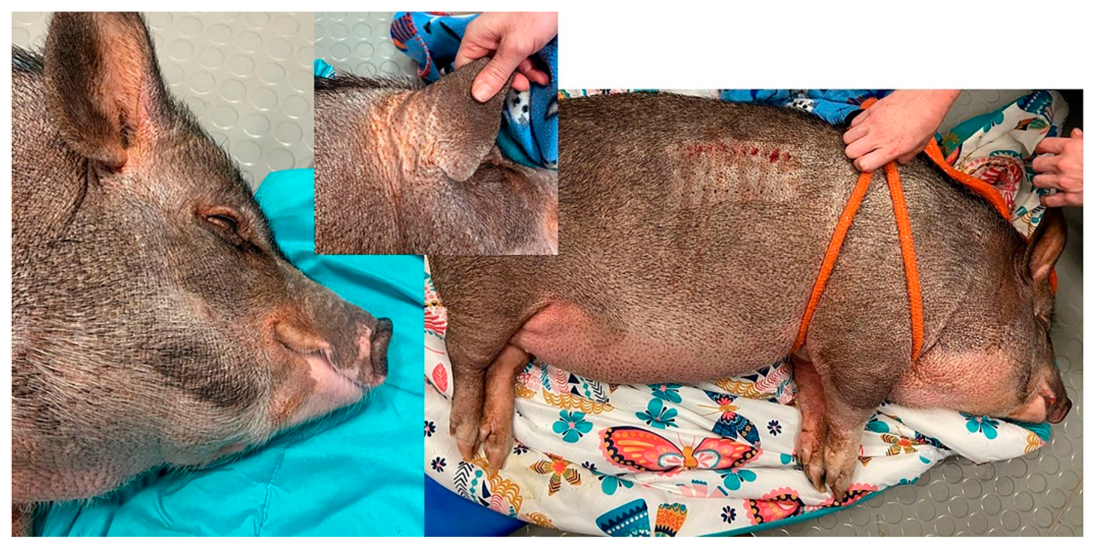 Vetsci 08 00124 g005